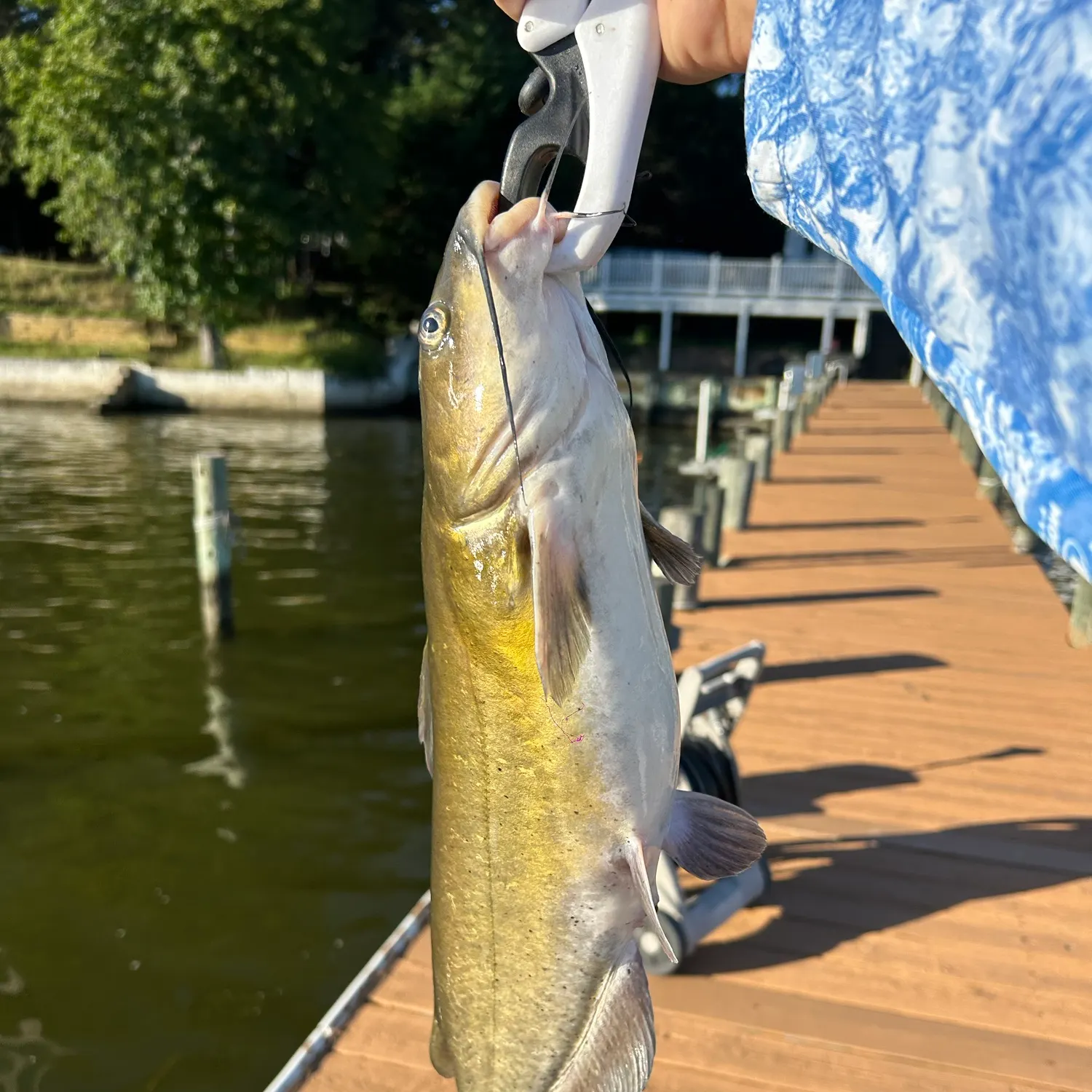 Channel catfish caught on Fishbrain