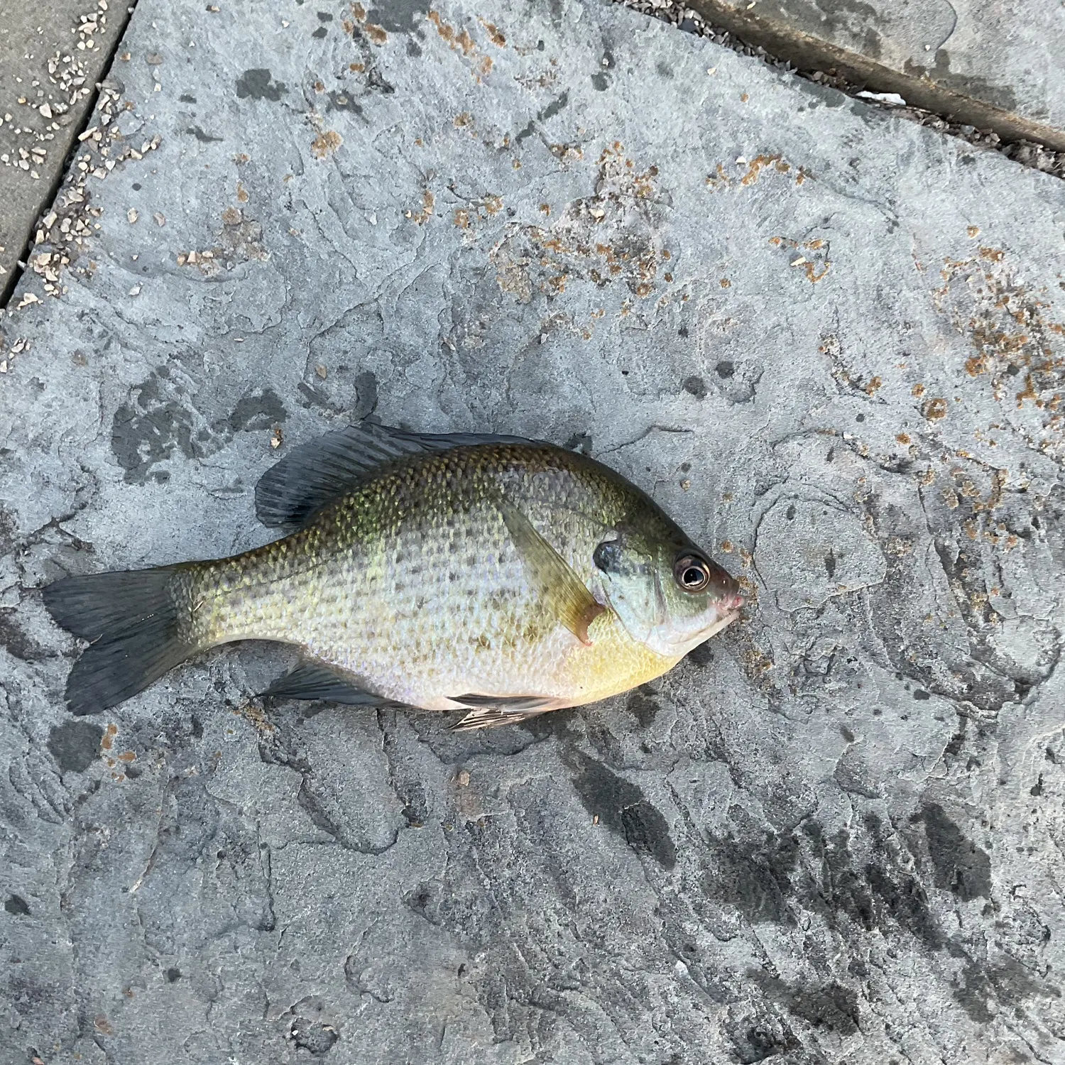 Bluegill caught on Fishbrain