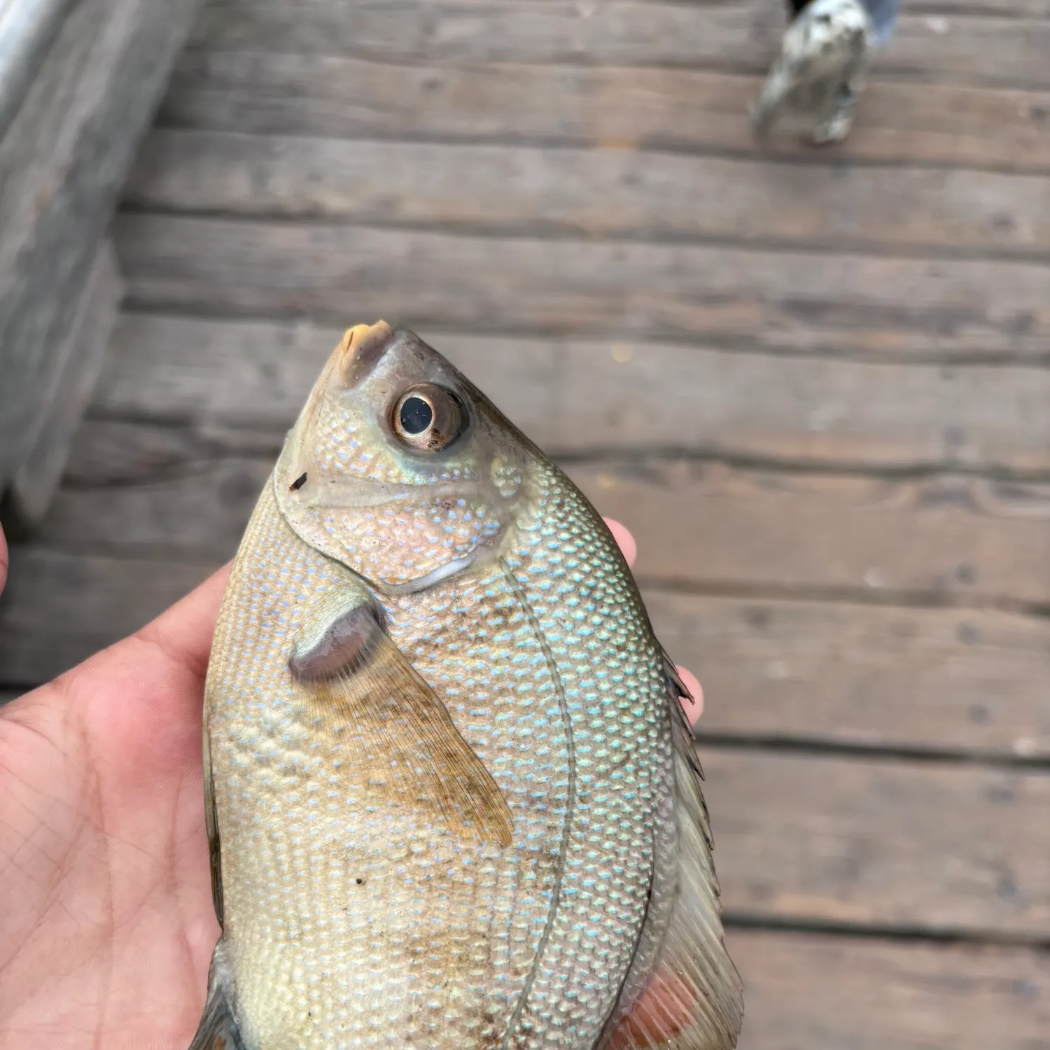 The most recent Estuary perch catches on Fishbrain