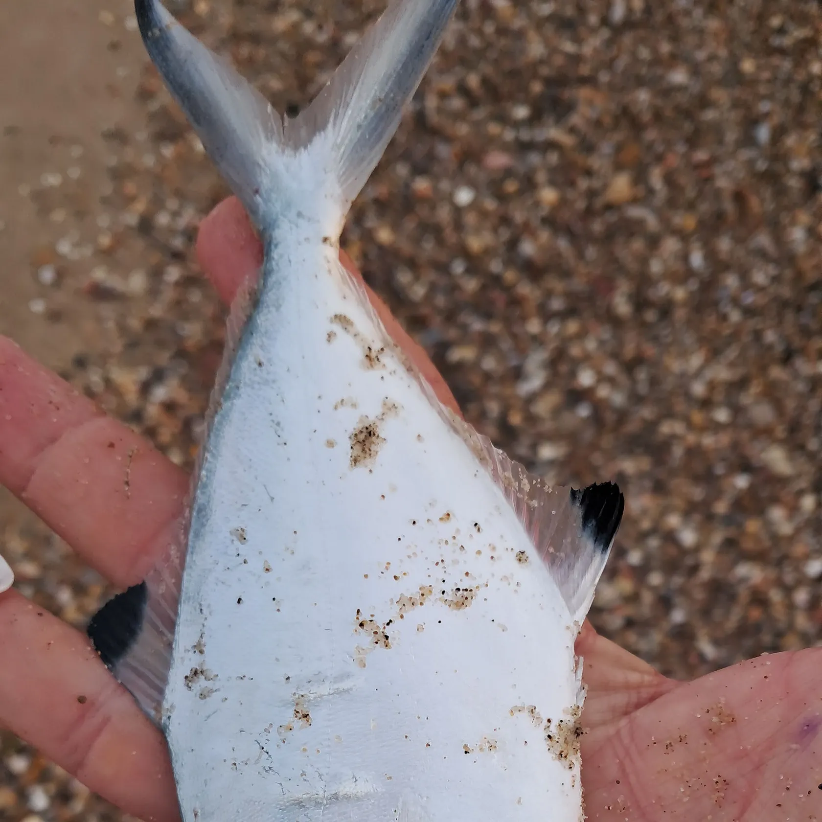 The most recent Derbio pompano catches on Fishbrain
