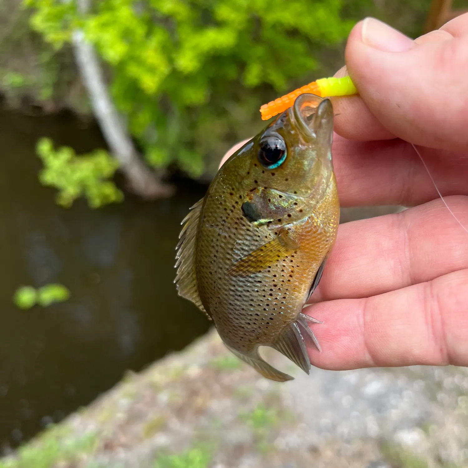The most recent Spotted sunfish catches on Fishbrain