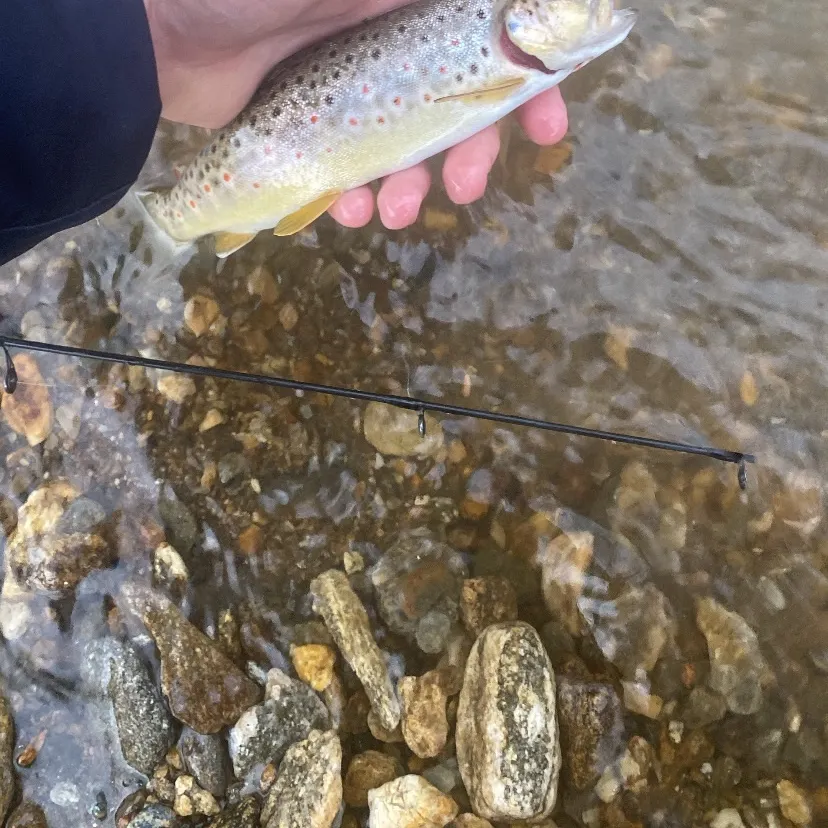 The most recent Brown trout catches on Fishbrain