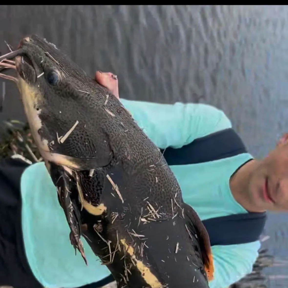 The most recent Redtail catfish catches on Fishbrain