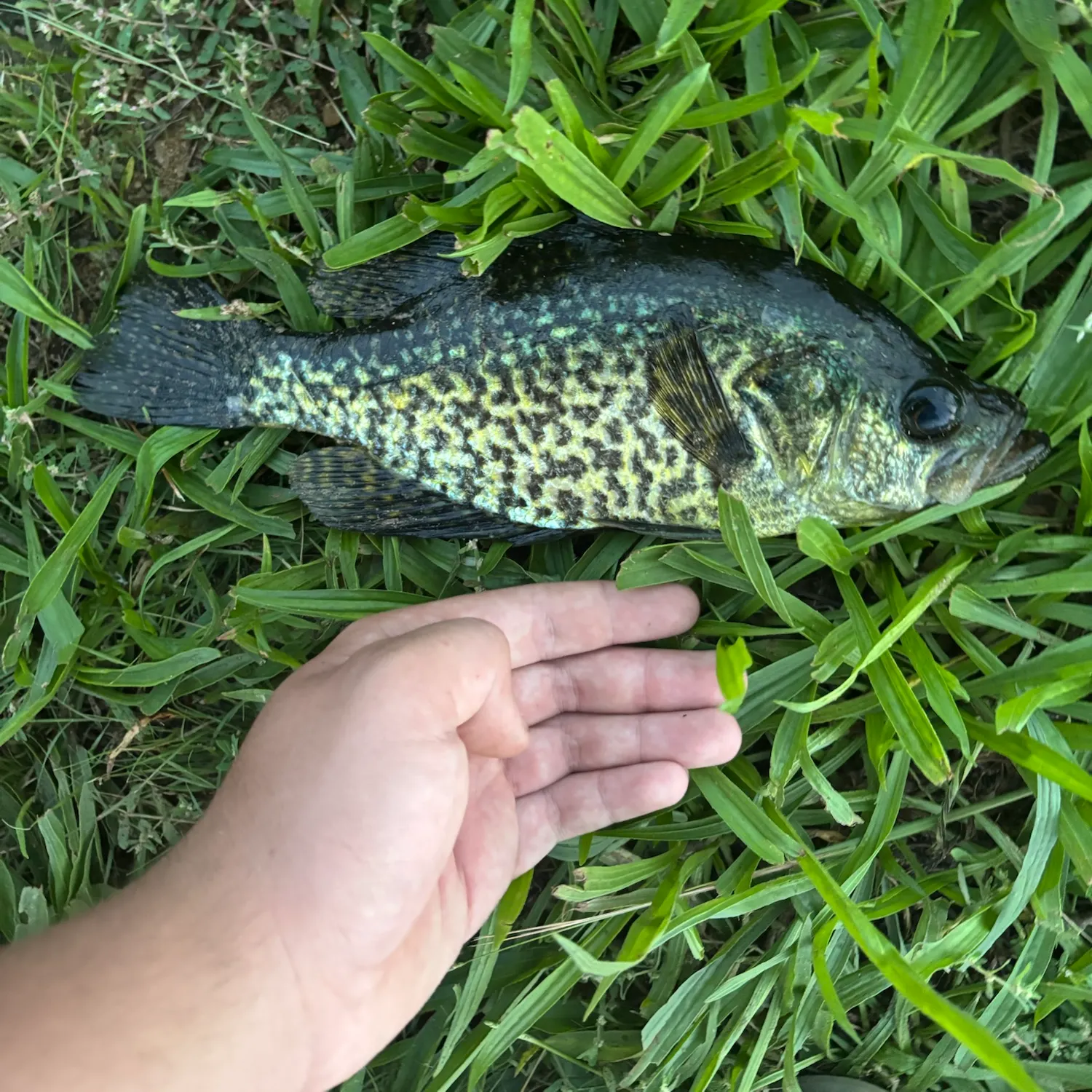 Black crappie caught on Fishbrain