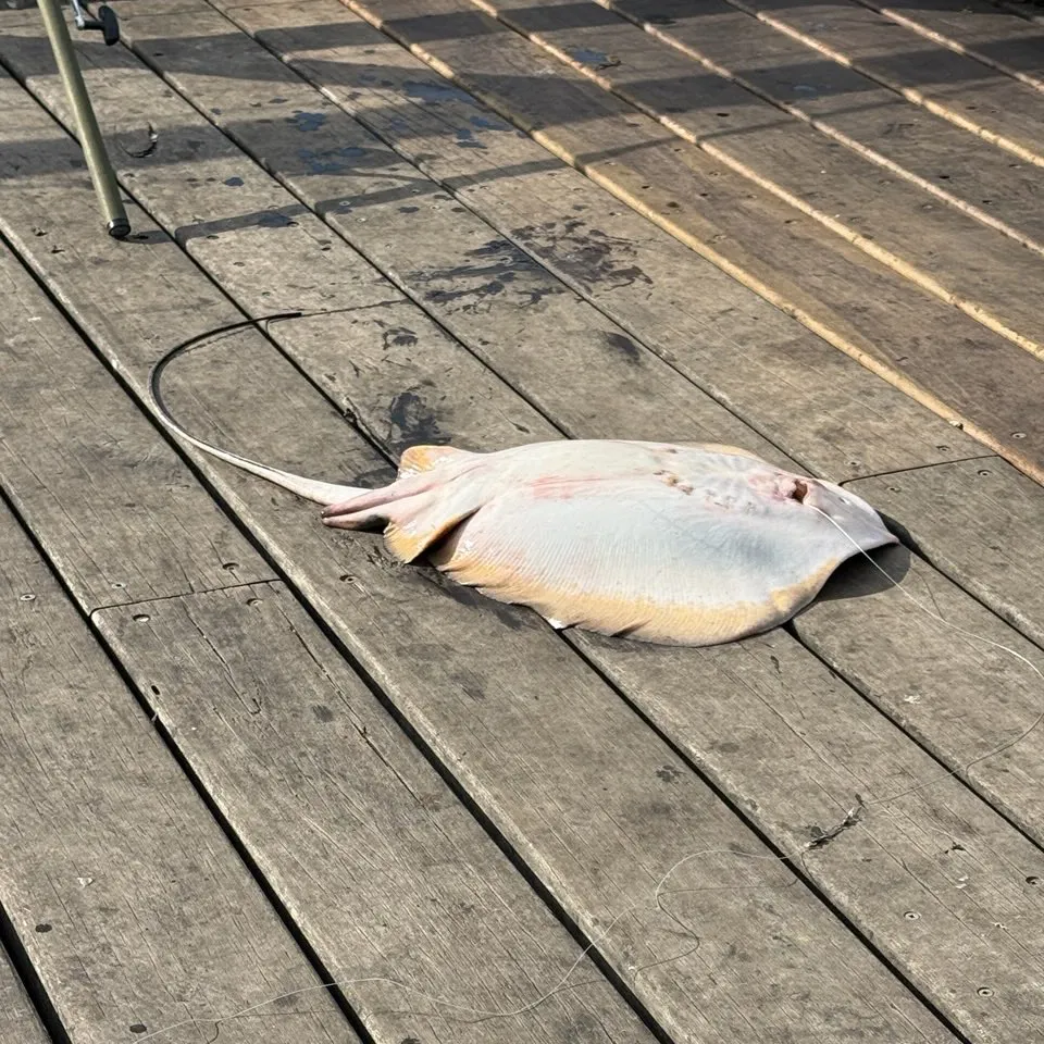The most recent Short-tail stingray catches on Fishbrain