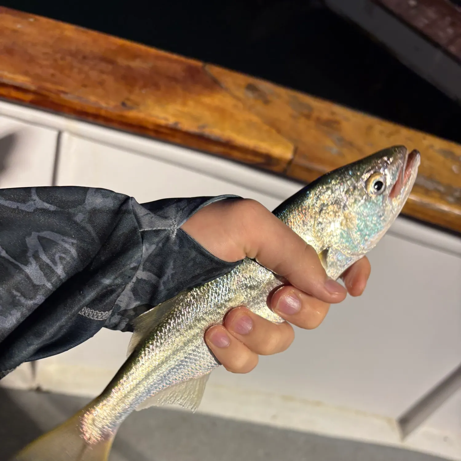 The most recent Queenfish catches on Fishbrain