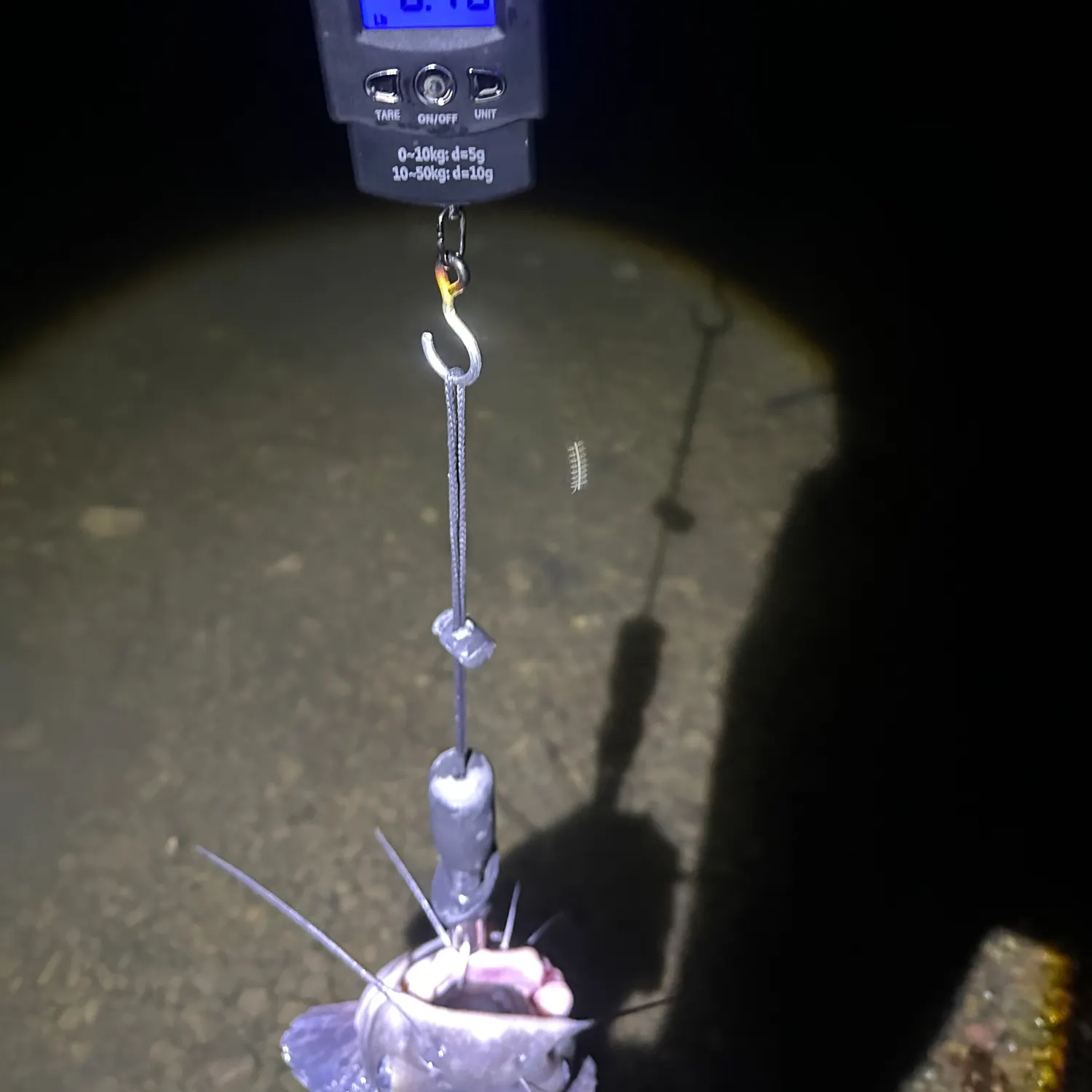Channel catfish caught on Fishbrain