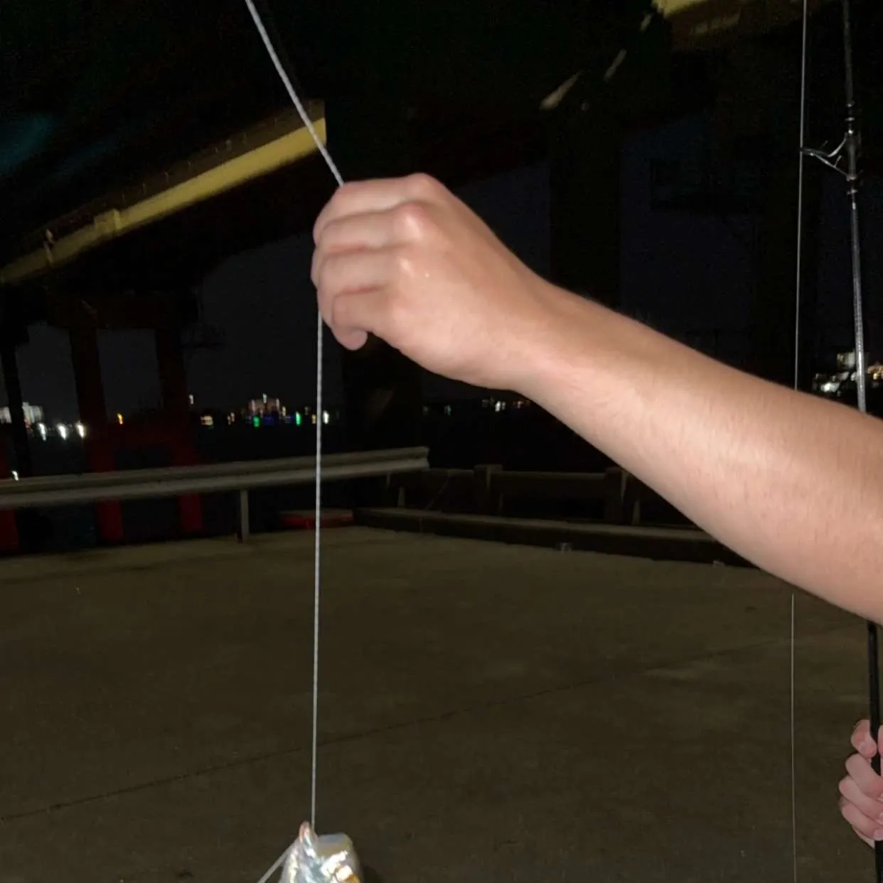 The most recent Scaled herring catches on Fishbrain