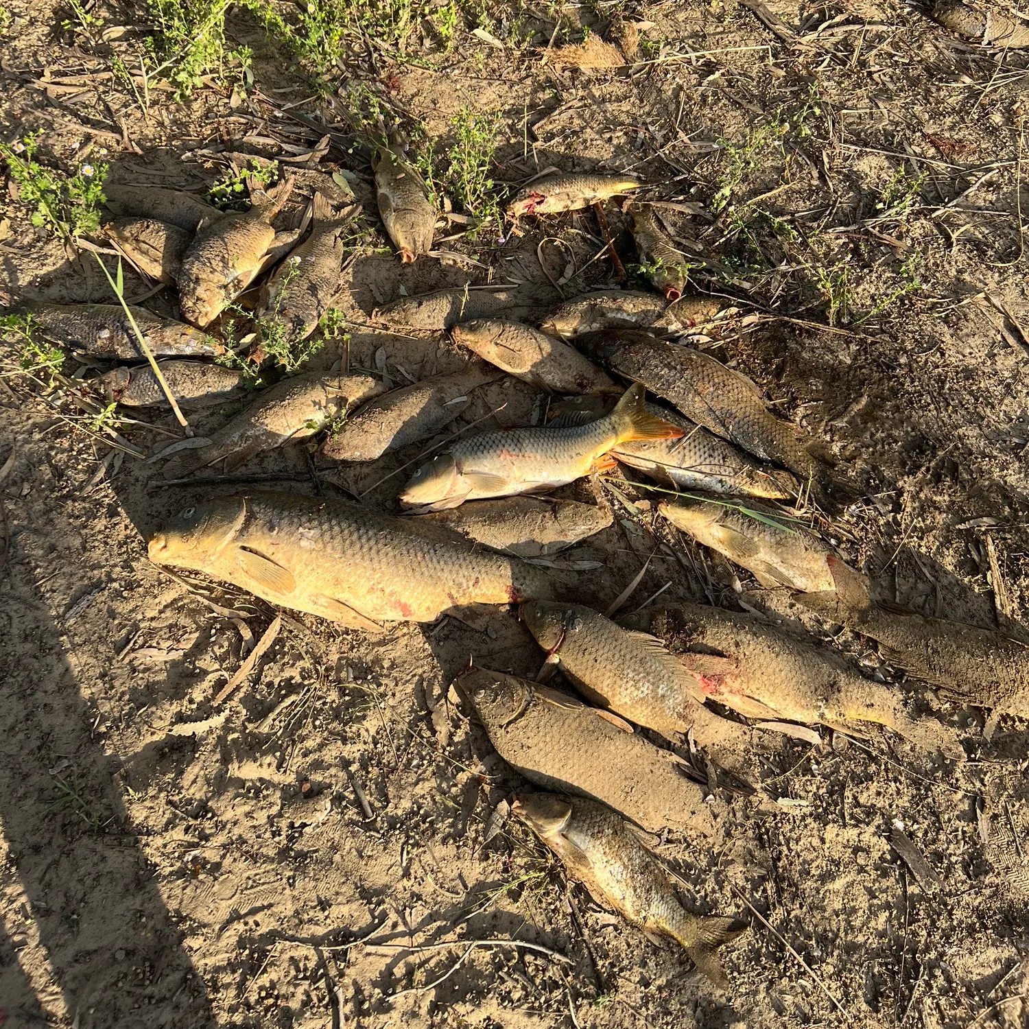 Common carp caught on Fishbrain