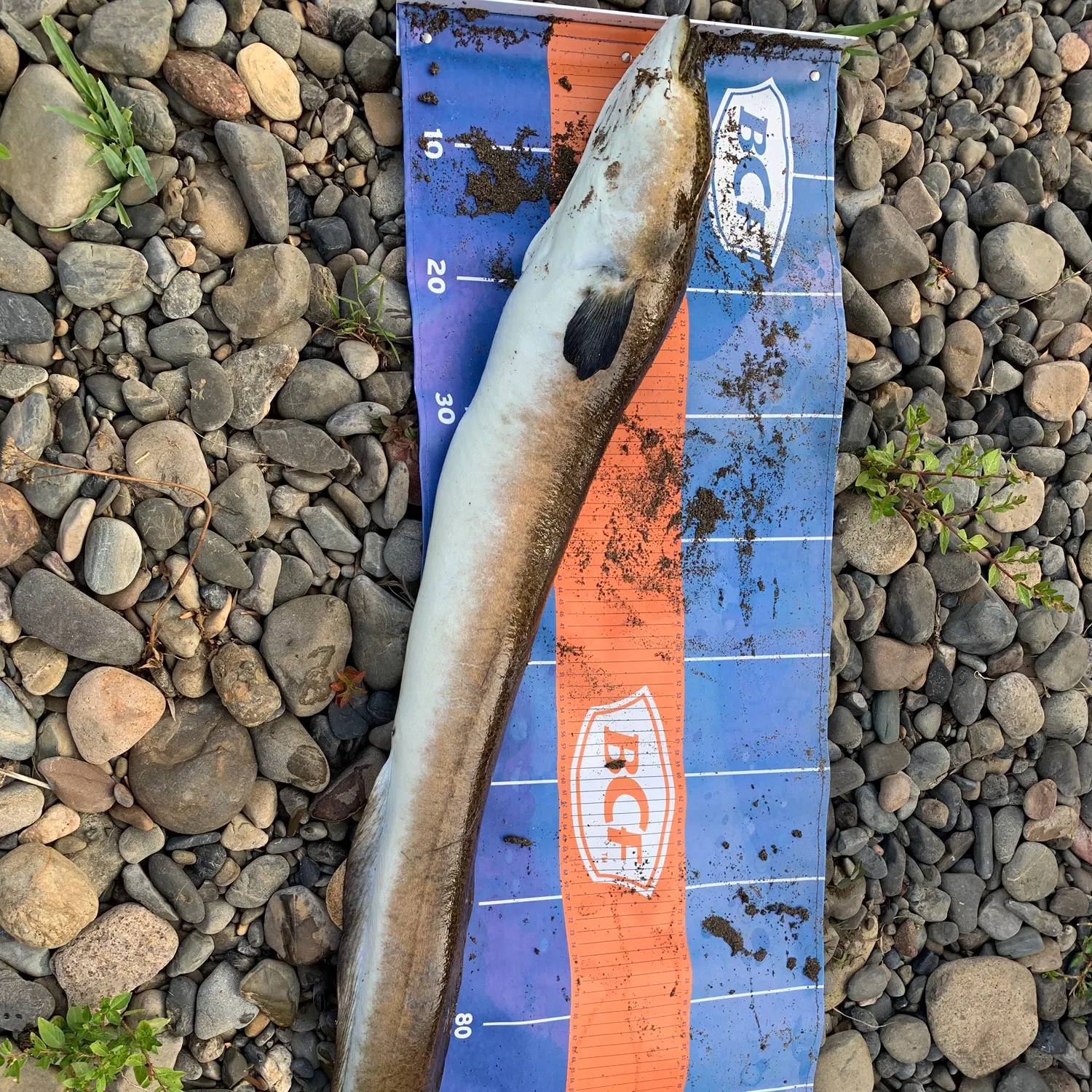 The most recent Shortfin eel catches on Fishbrain