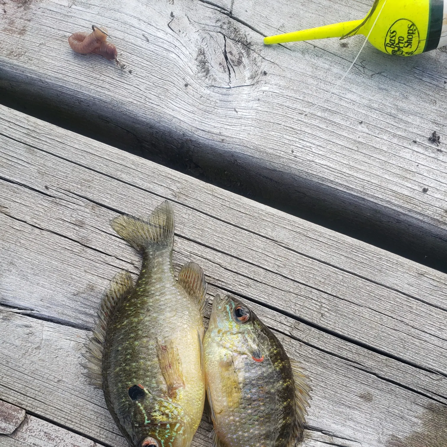 recently logged catches