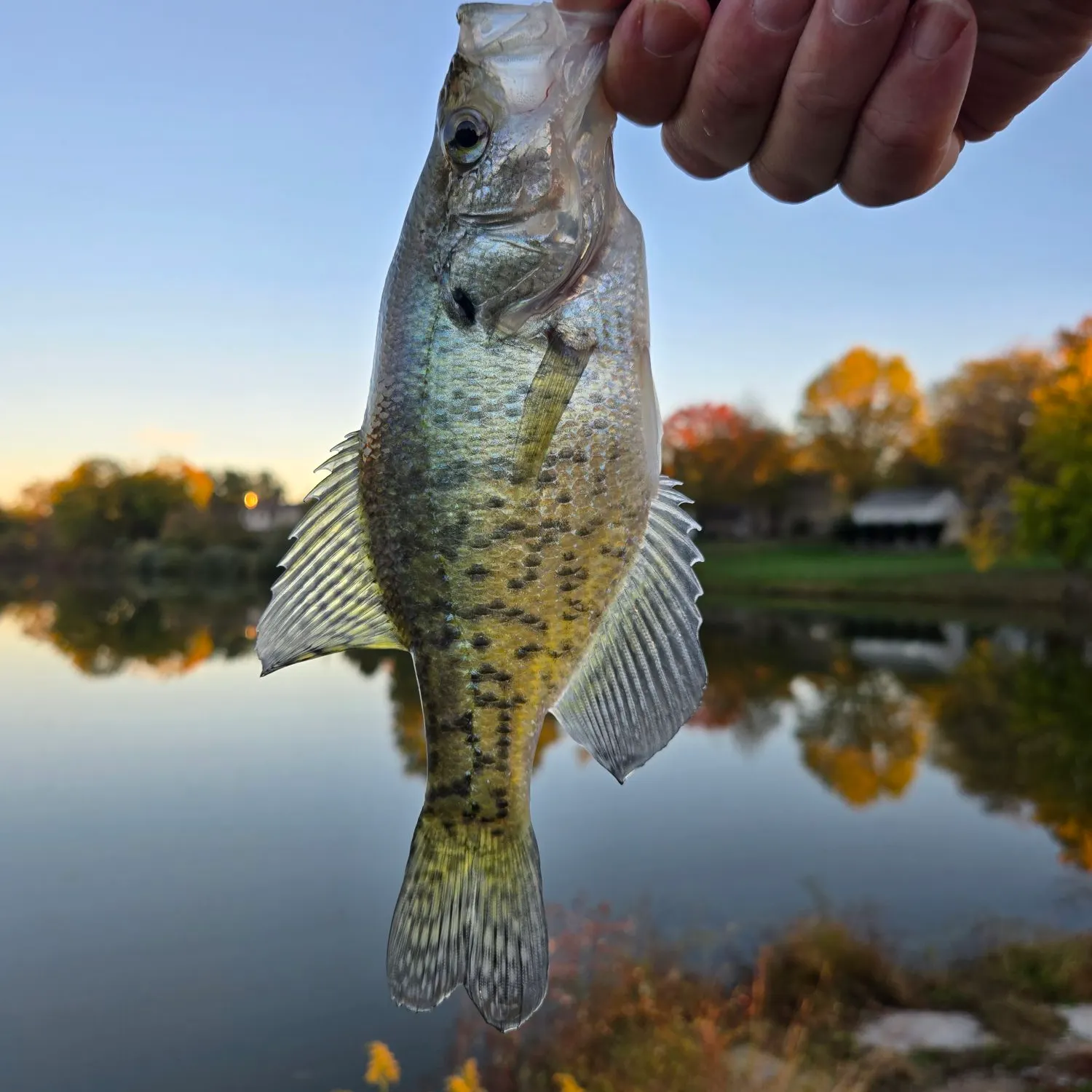 White crappie caught on Fishbrain