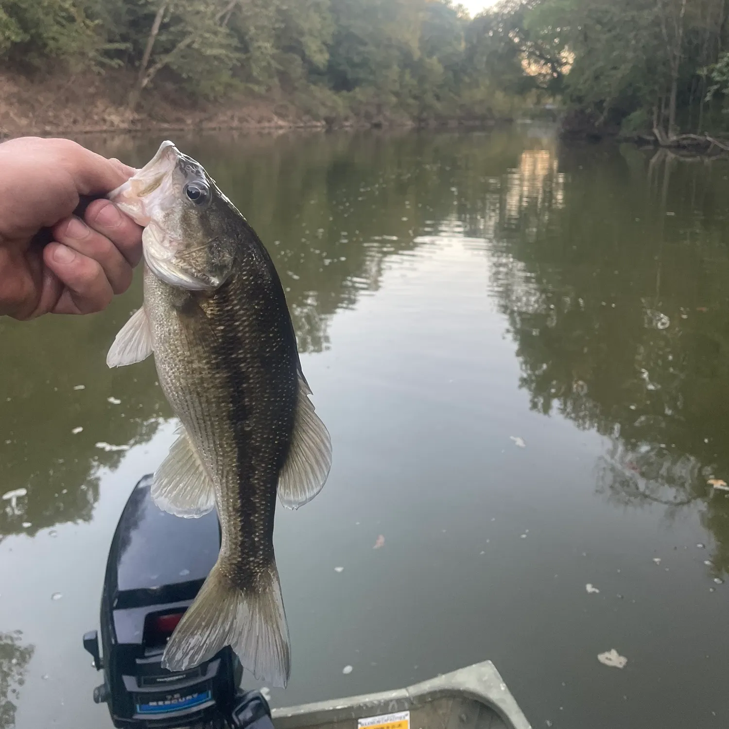 Spotted bass caught on Fishbrain