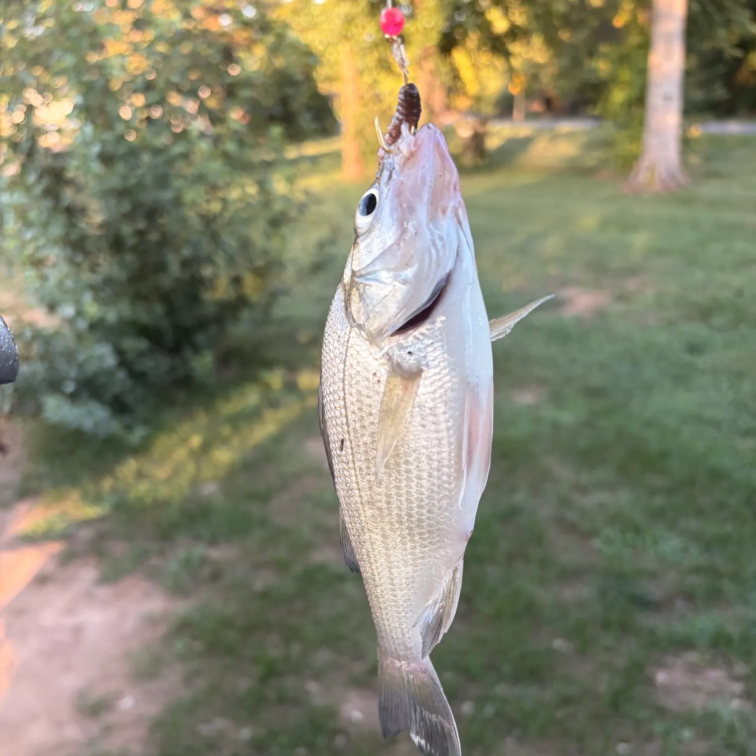 White perch caught on Fishbrain