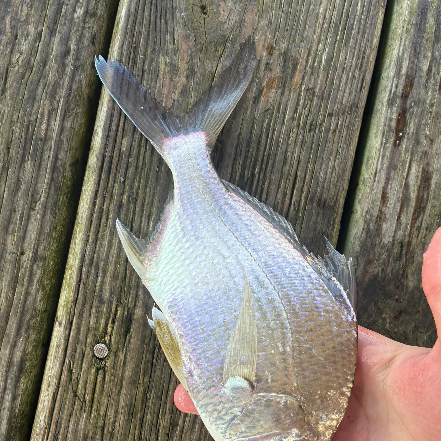 The most recent Irish mojarra catches on Fishbrain