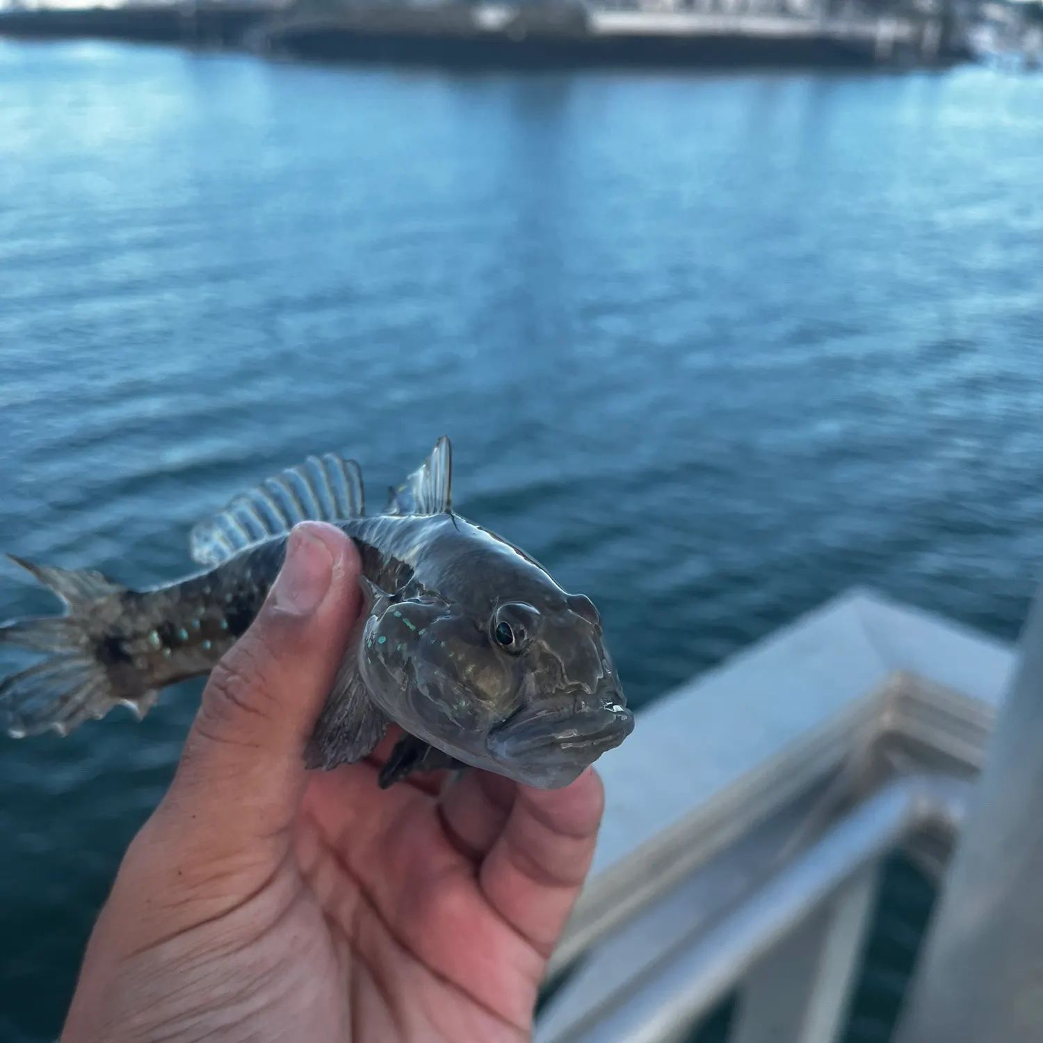 The most recent Pug-headed mudskipper catches on Fishbrain