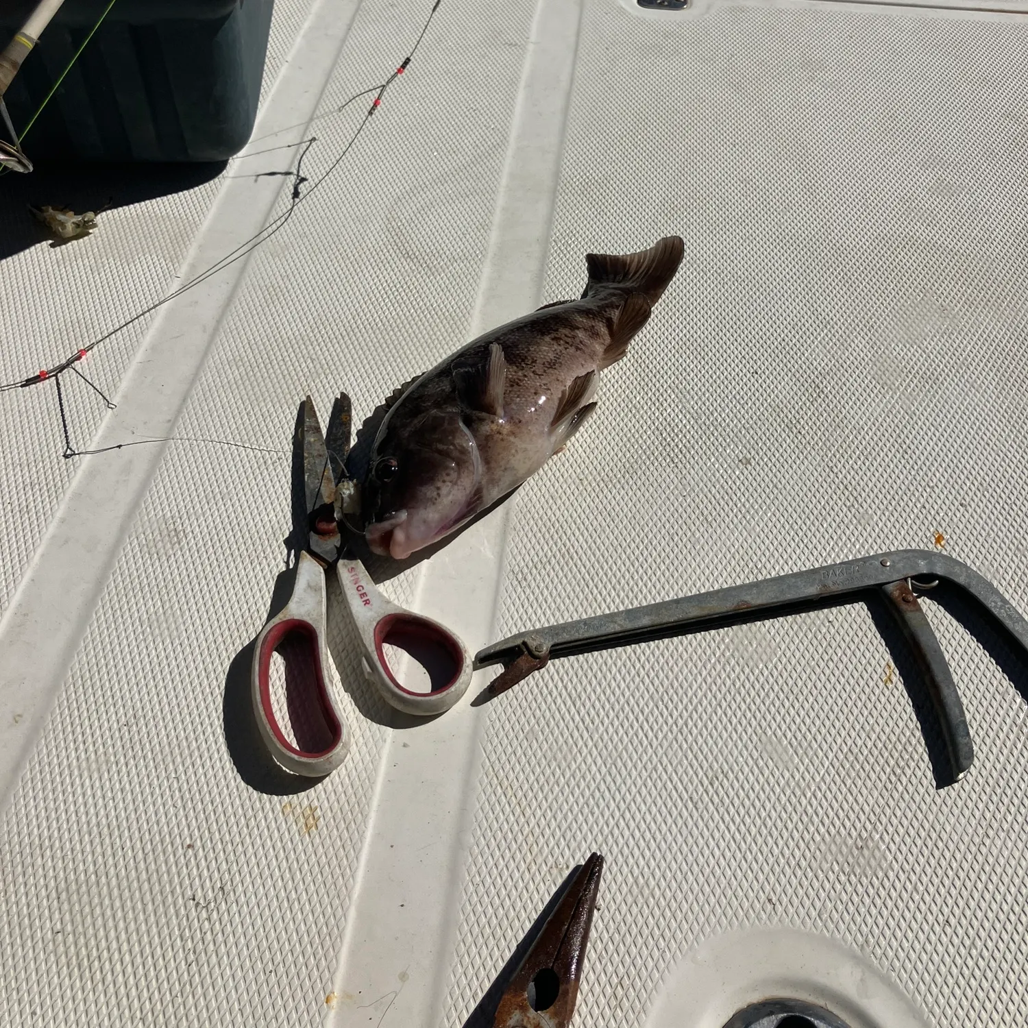 Bighead carp caught on Fishbrain
