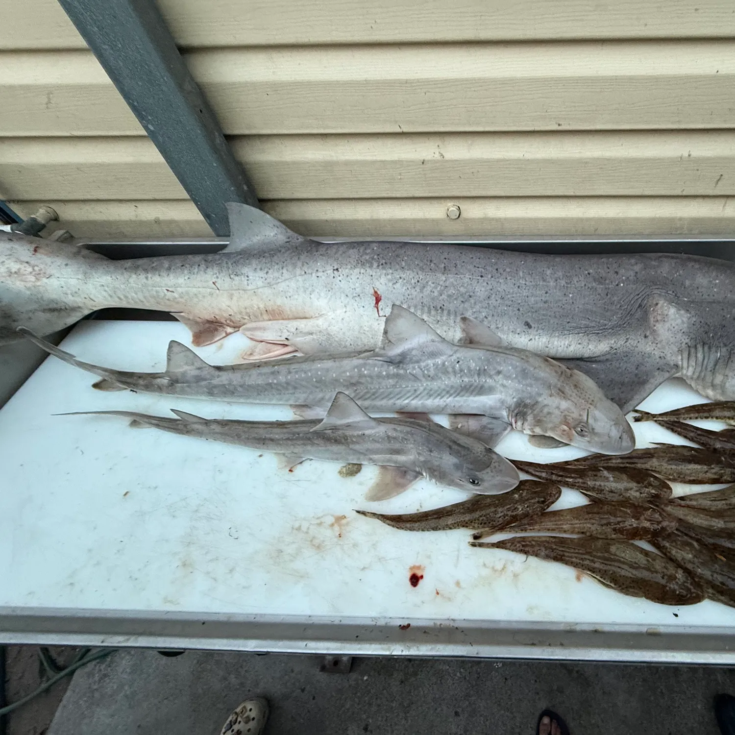 The most recent Gummy shark catches on Fishbrain