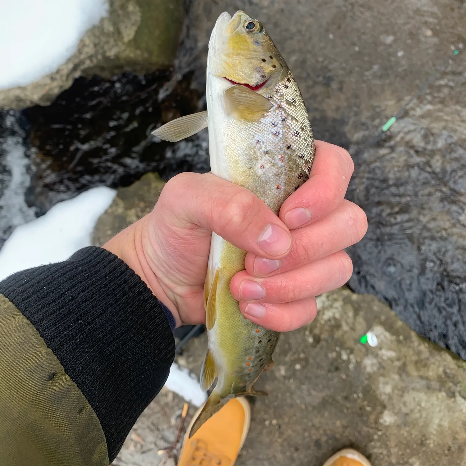 recently logged catches