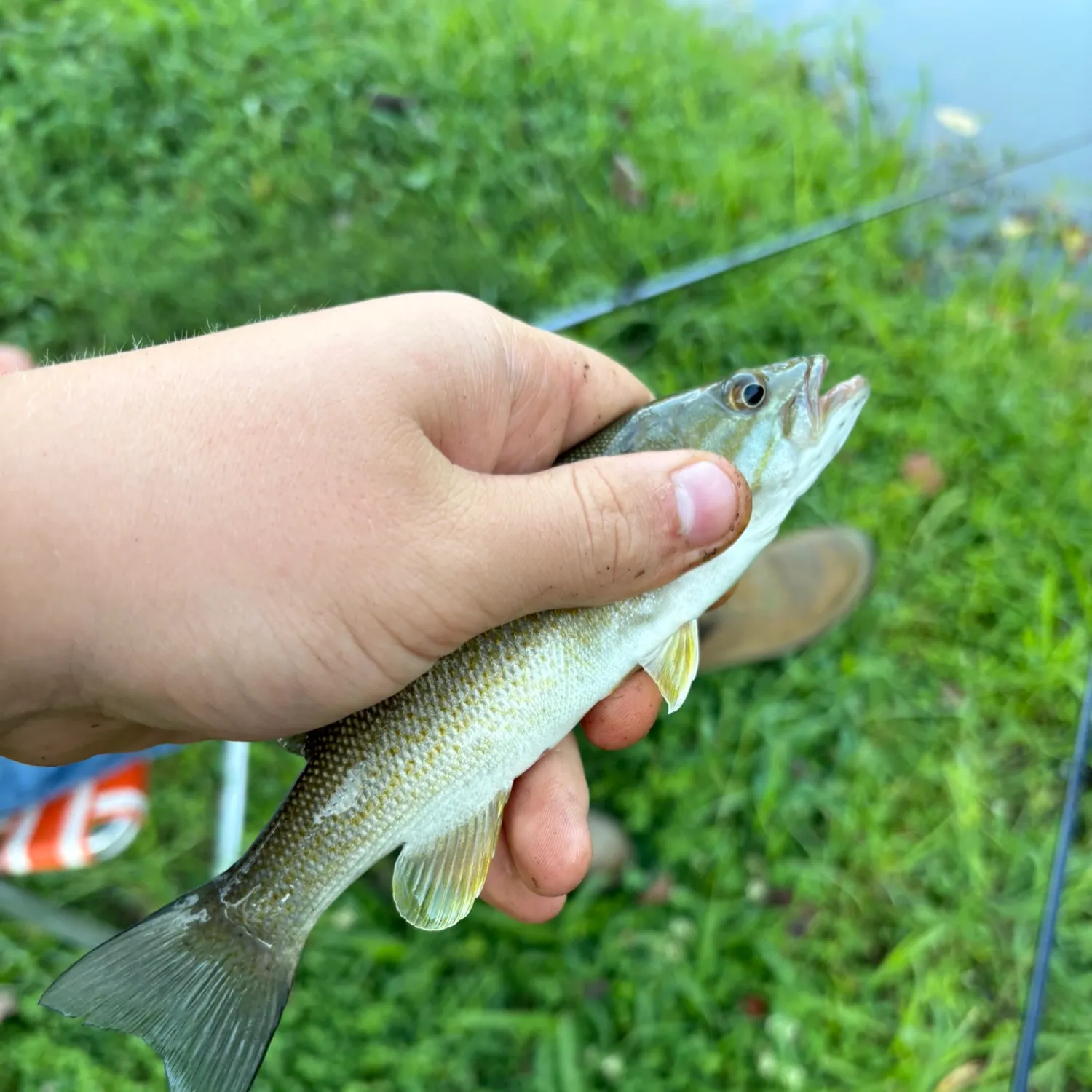Smallmouth bass caught on Fishbrain