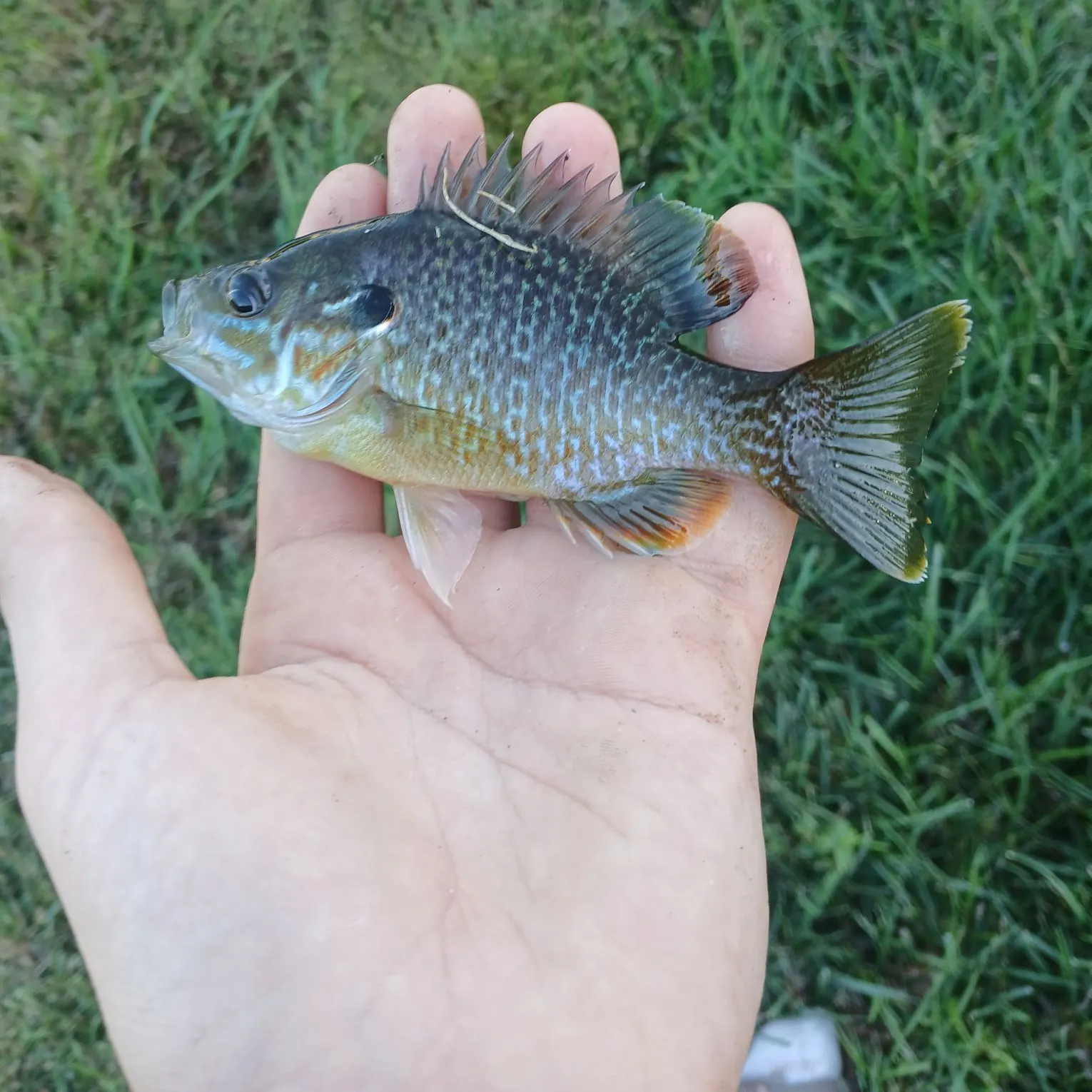 Greengill hybrid caught on Fishbrain
