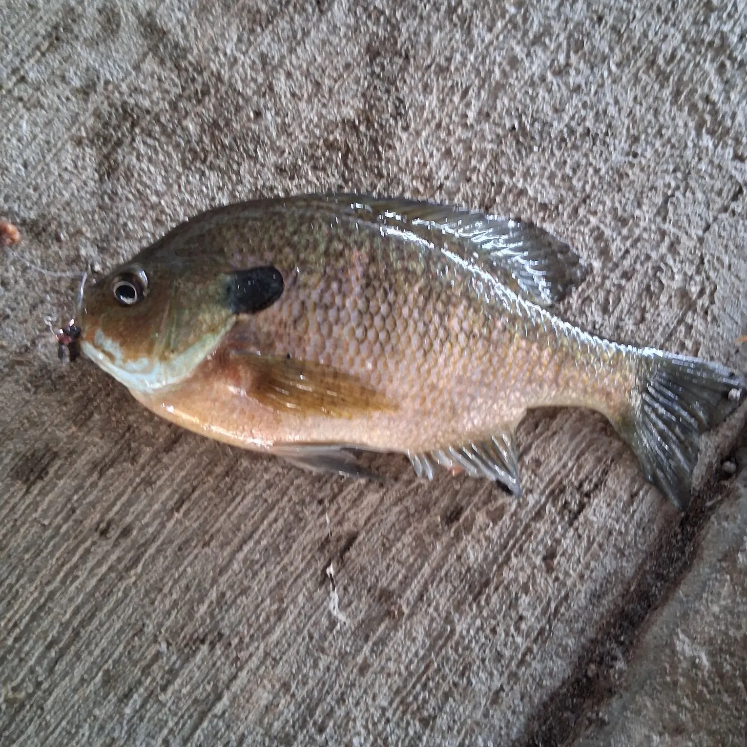 Bluegill caught on Fishbrain