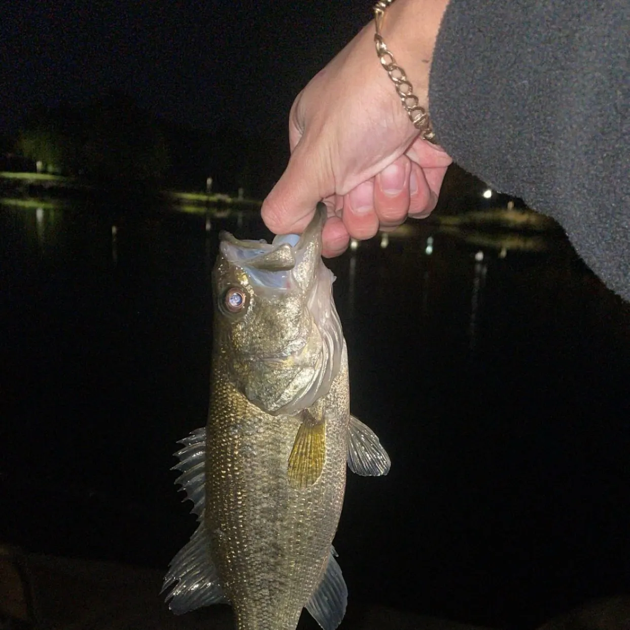 The most recent Largemouth bass catches on Fishbrain