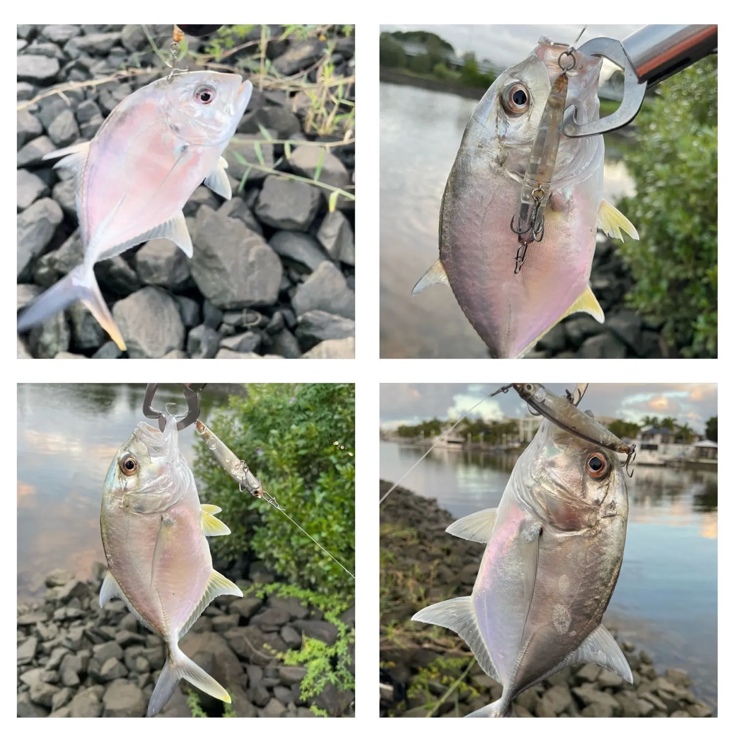 recently logged catches