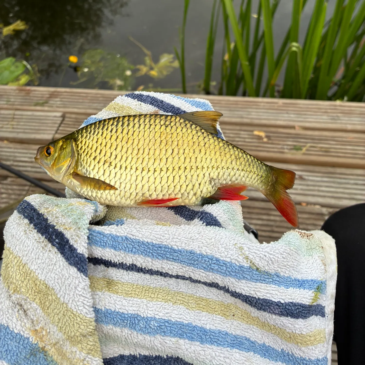 Common rudd caught on Fishbrain