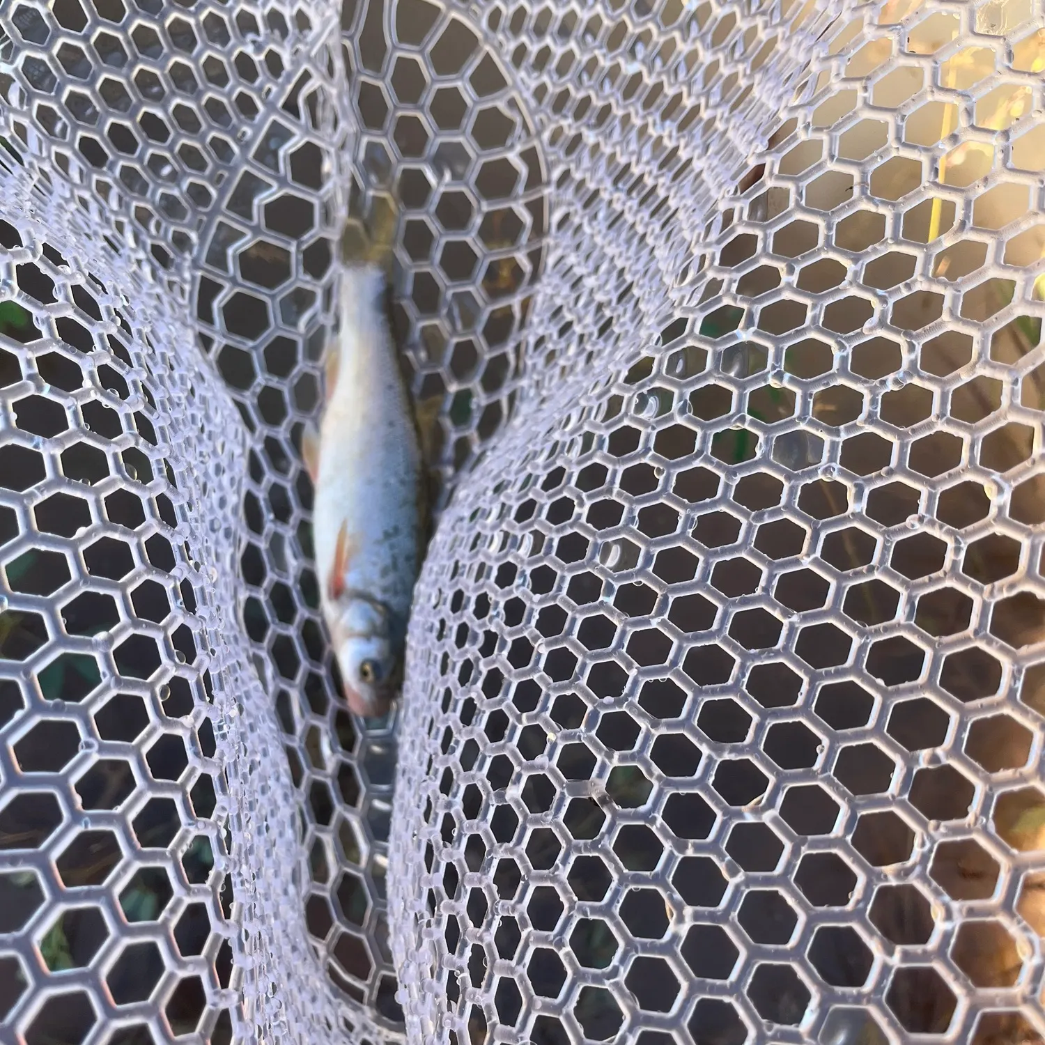 Fish caught on Fishbrain