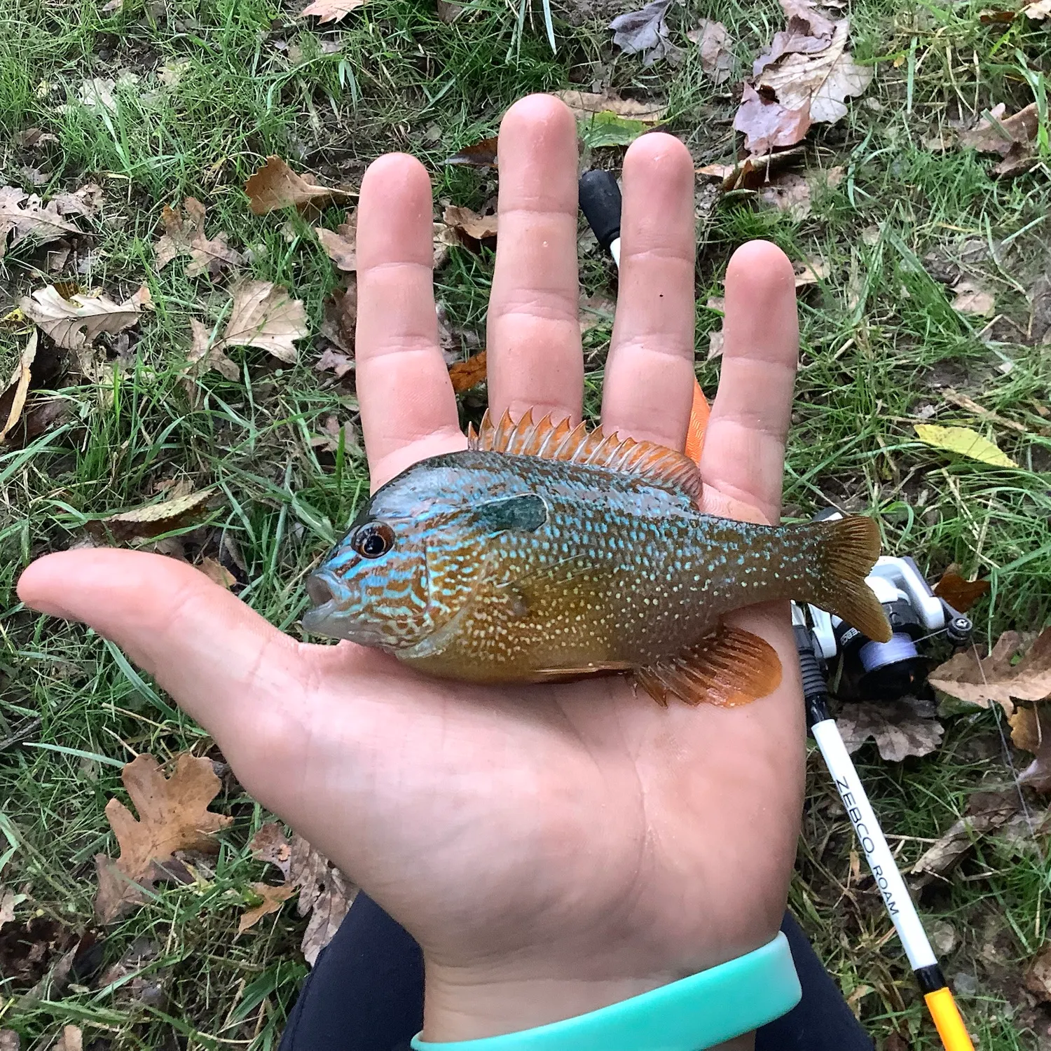 Orangespotted sunfish caught on Fishbrain