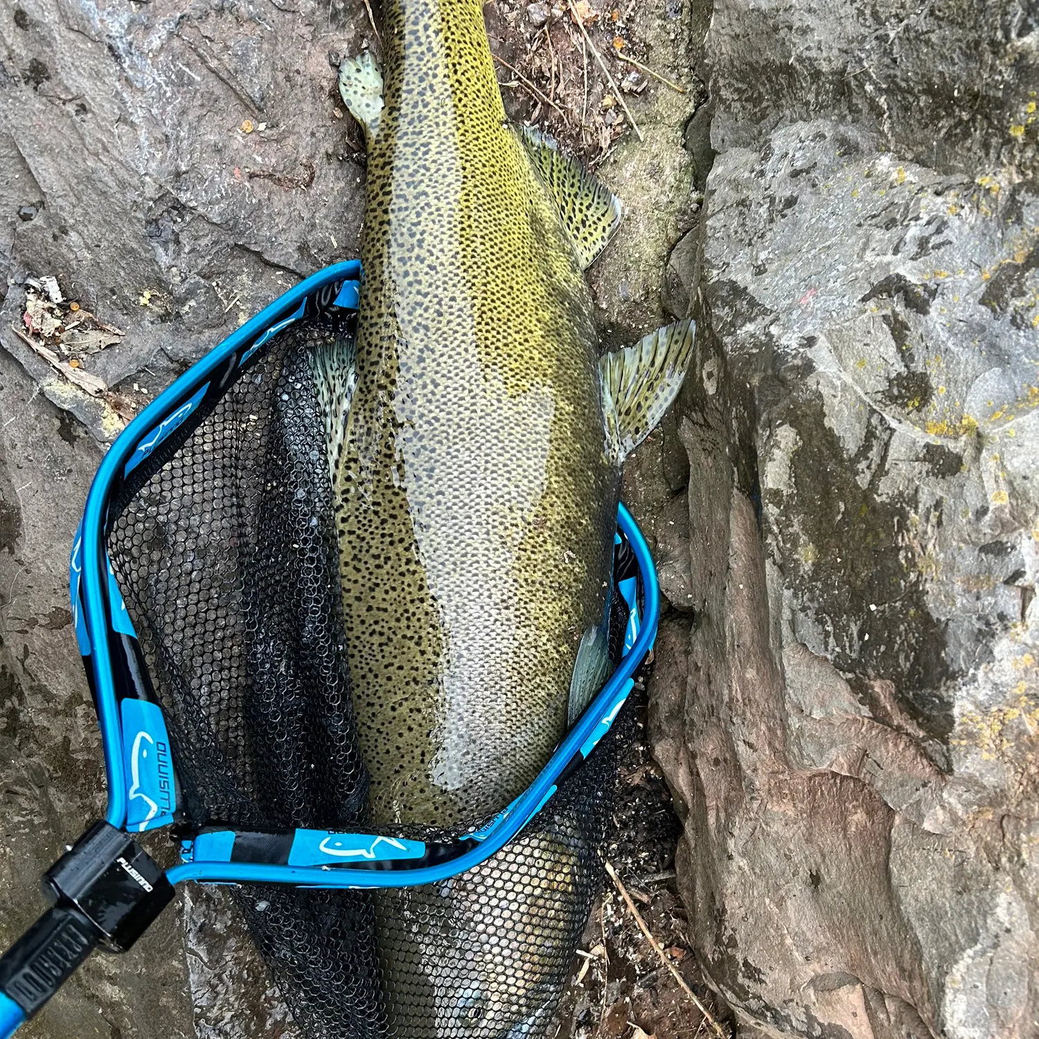 The most recent Chinook salmon catches on Fishbrain