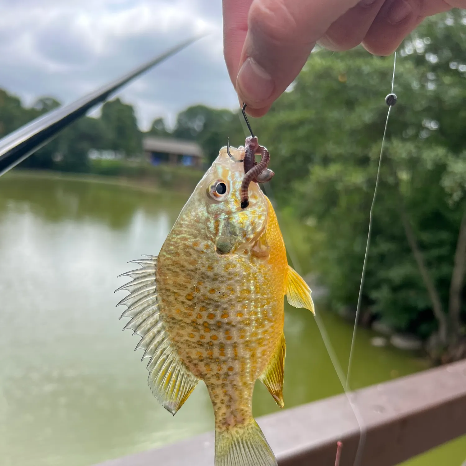 Pumpkinseed caught on Fishbrain
