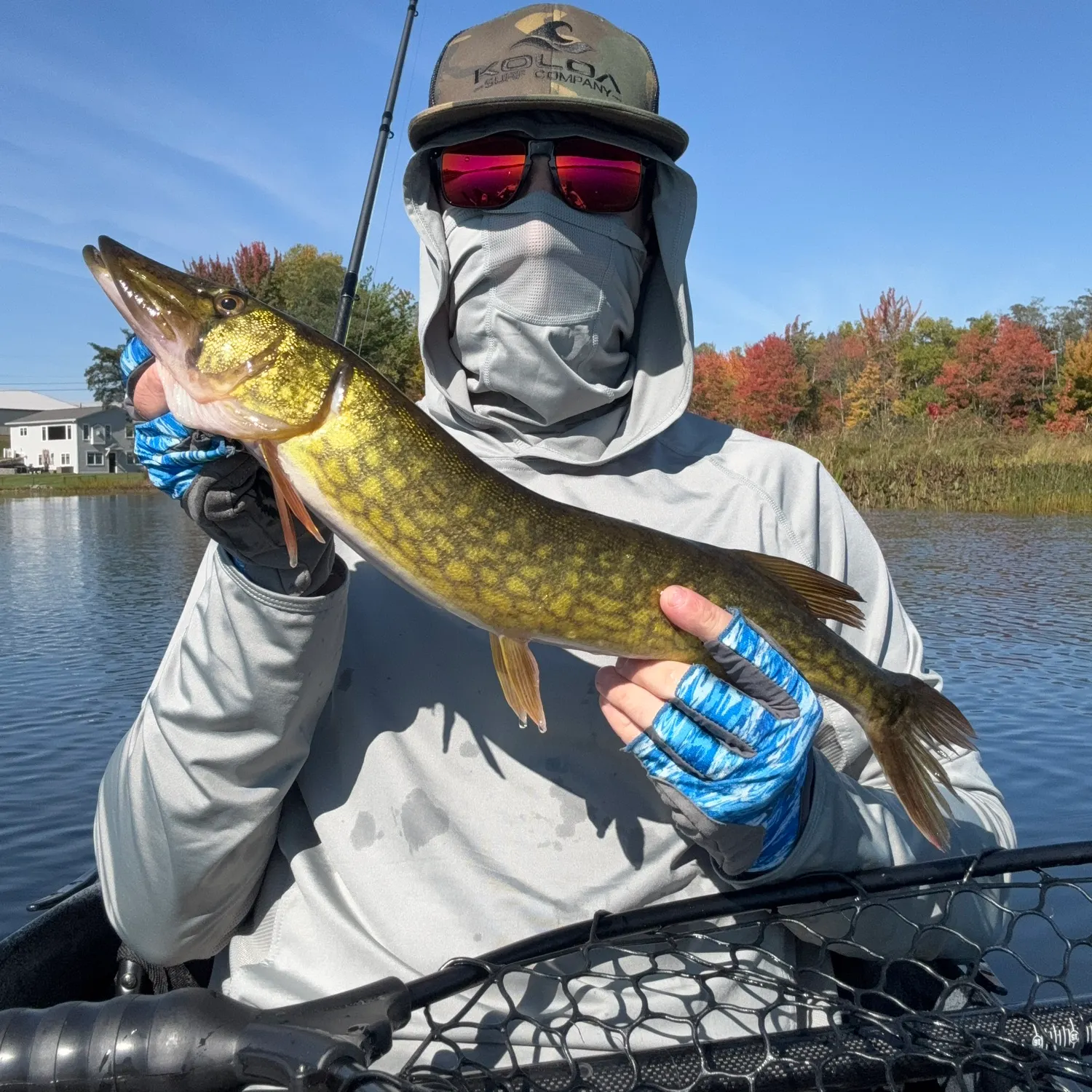 Chain pickerel caught on Fishbrain