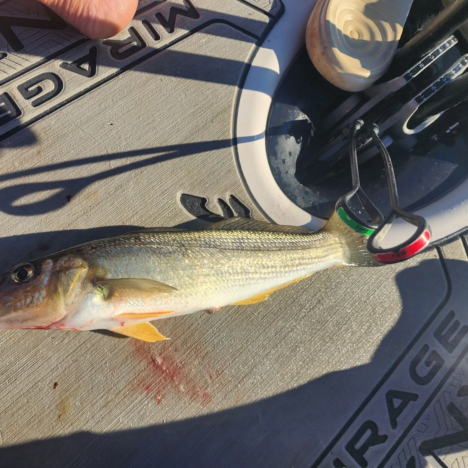 The most recent Sand sillago catches on Fishbrain