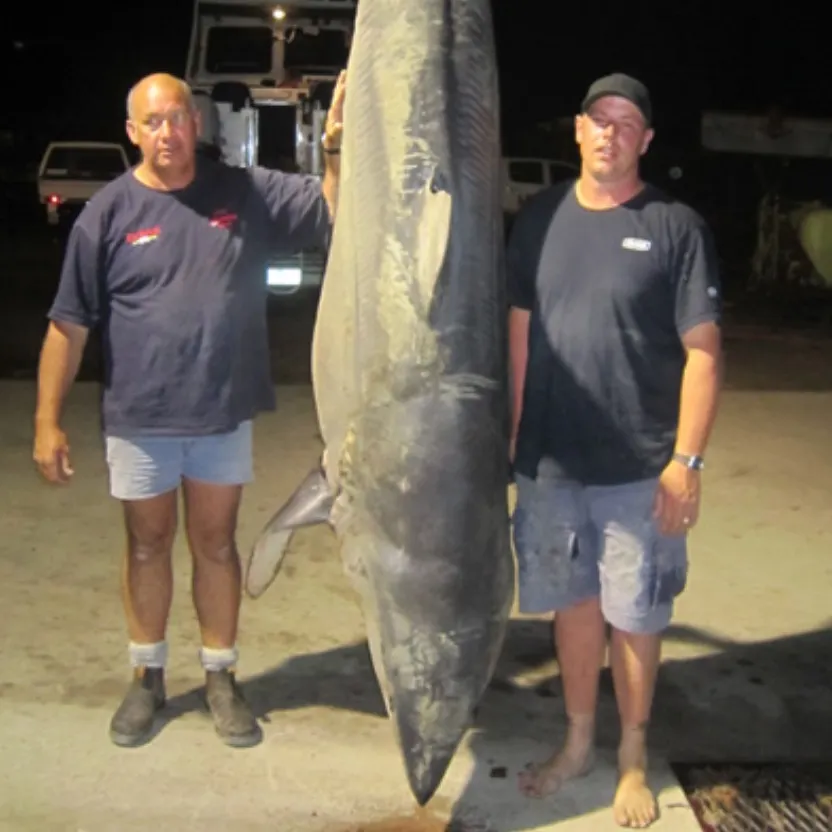 The most recent Shortfin mako shark catches on Fishbrain