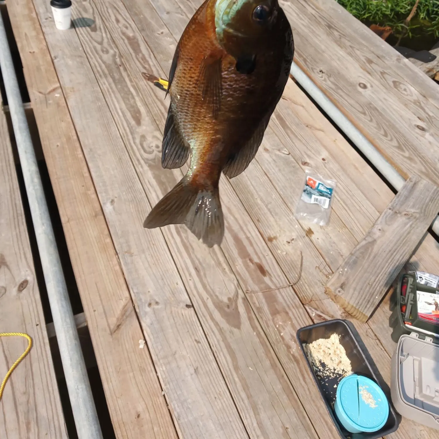 Pumpkinseed caught on Fishbrain