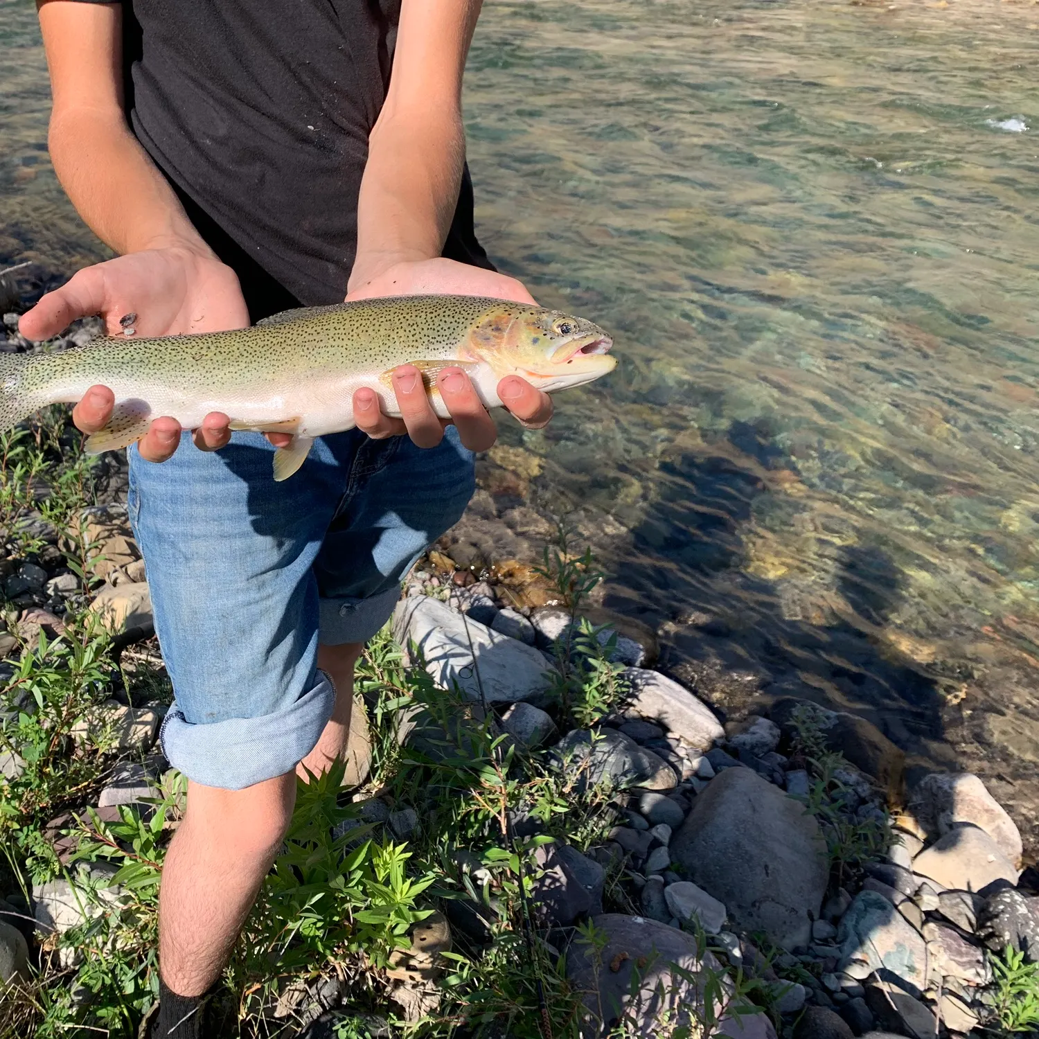 The most recent Rocky Mountain cutthroat trout catches on Fishbrain
