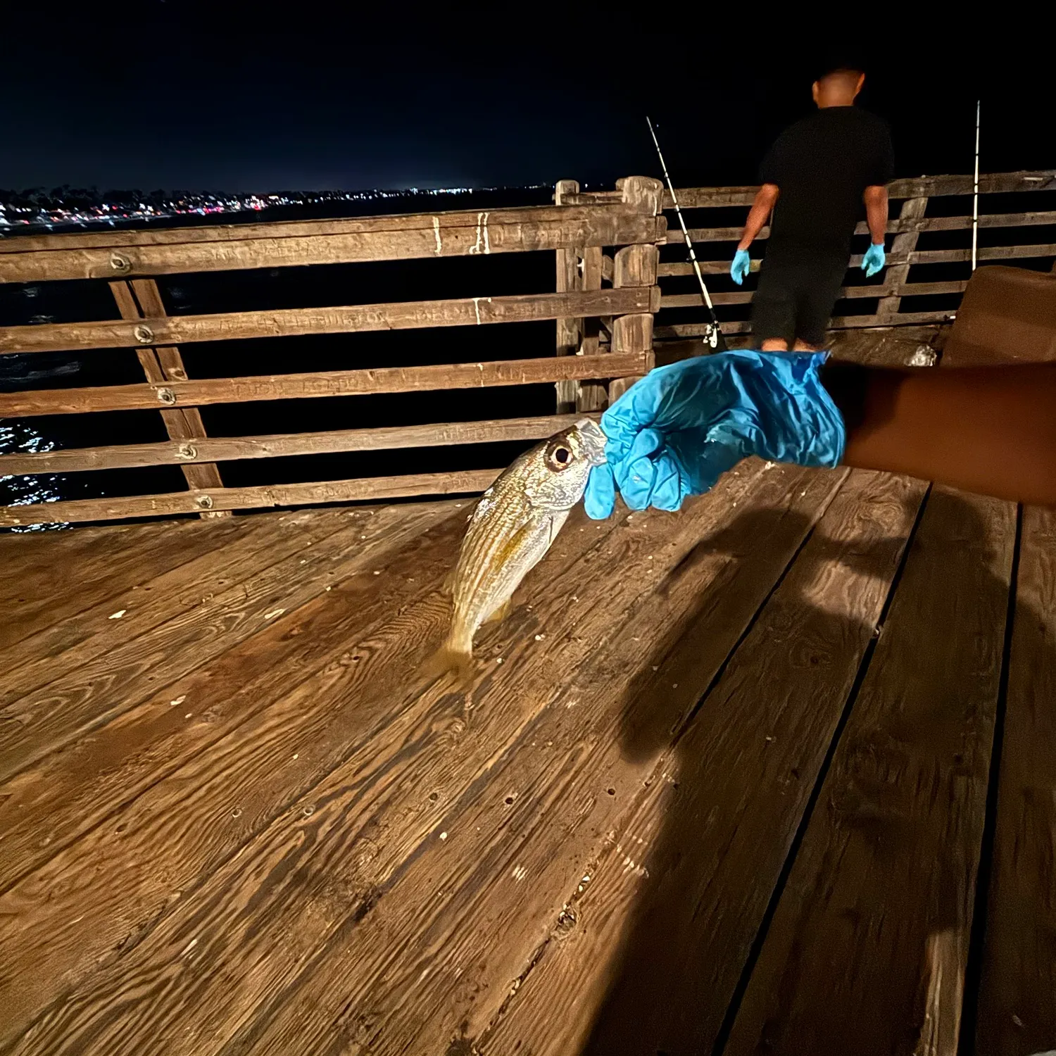 The most recent Shiner perch catches on Fishbrain
