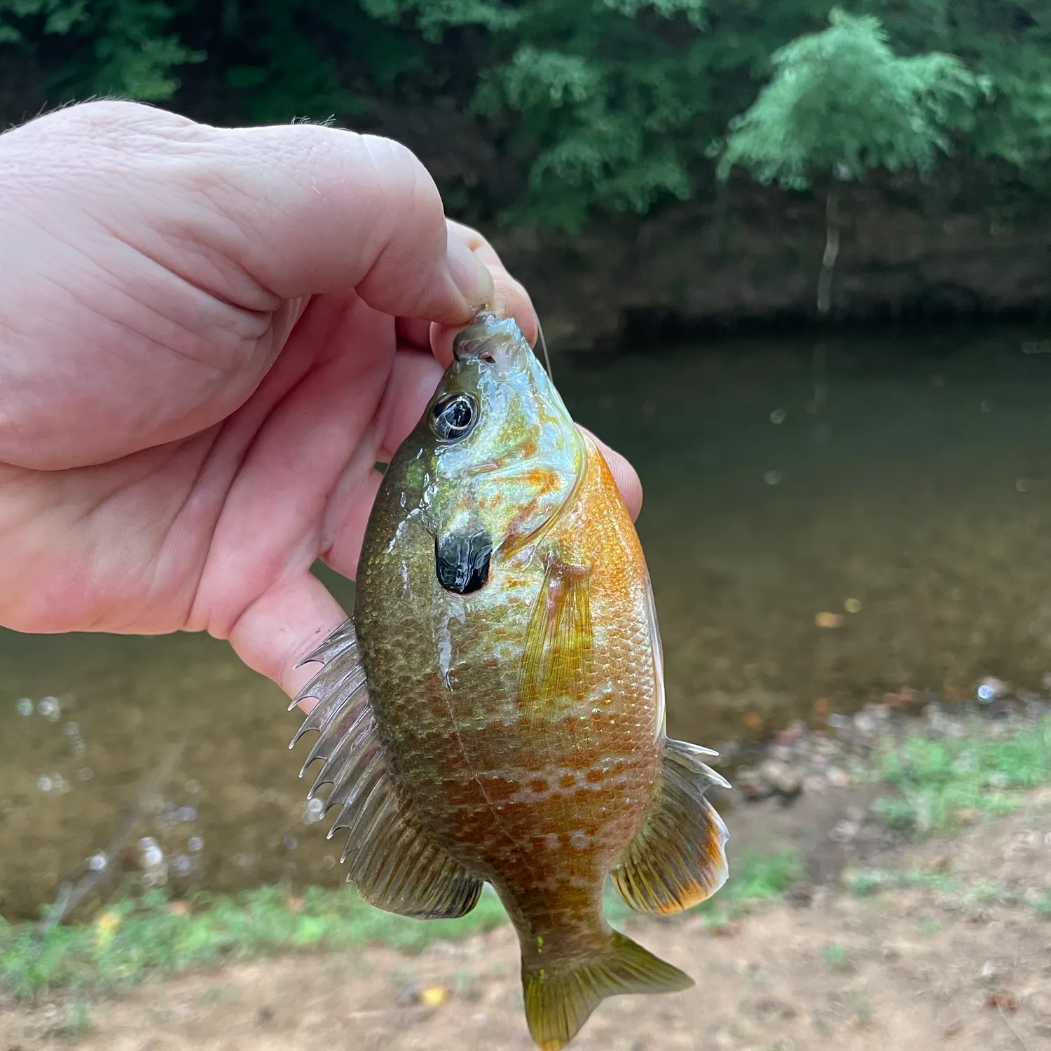 Redbreast sunfish caught on Fishbrain