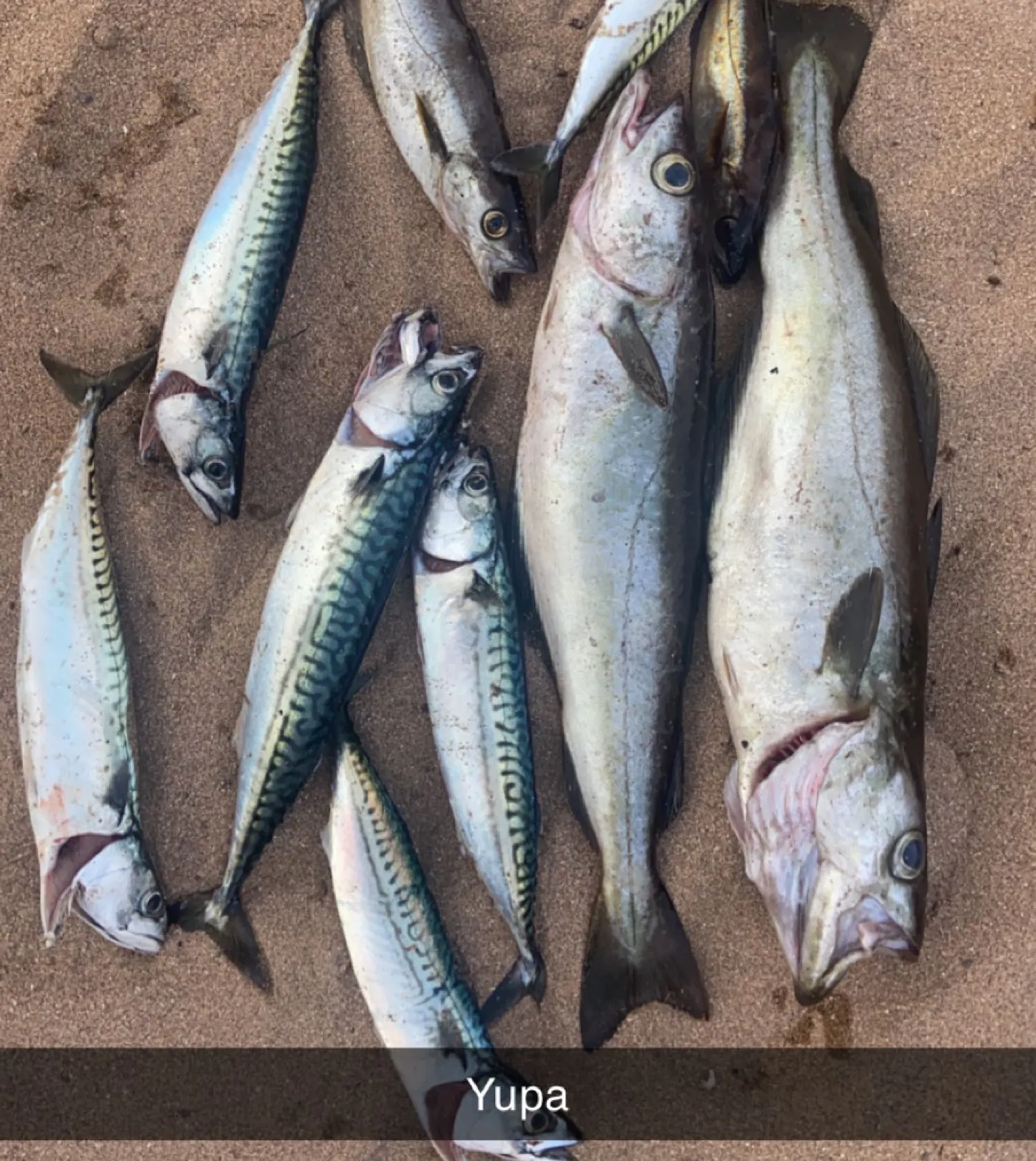 recently logged catches