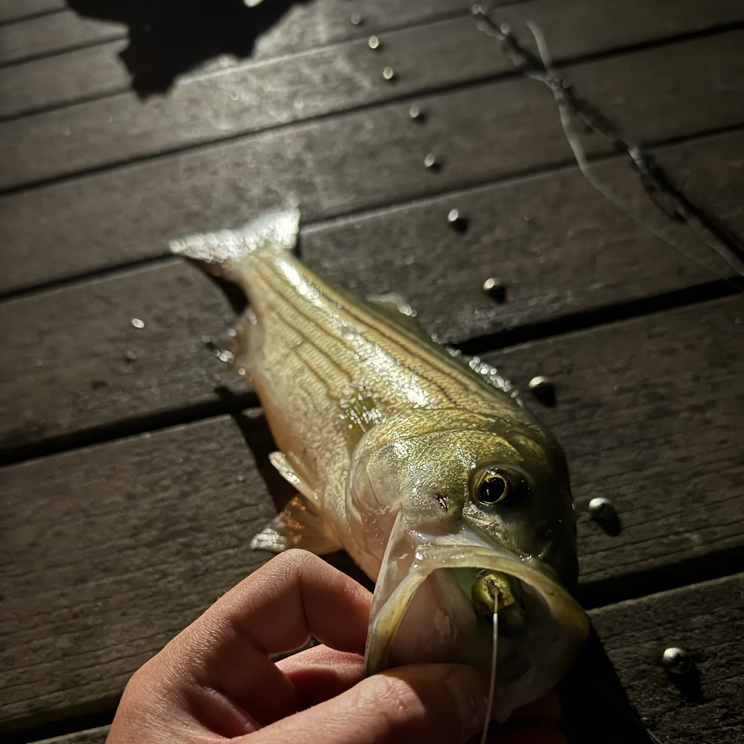 Striped bass caught on Fishbrain