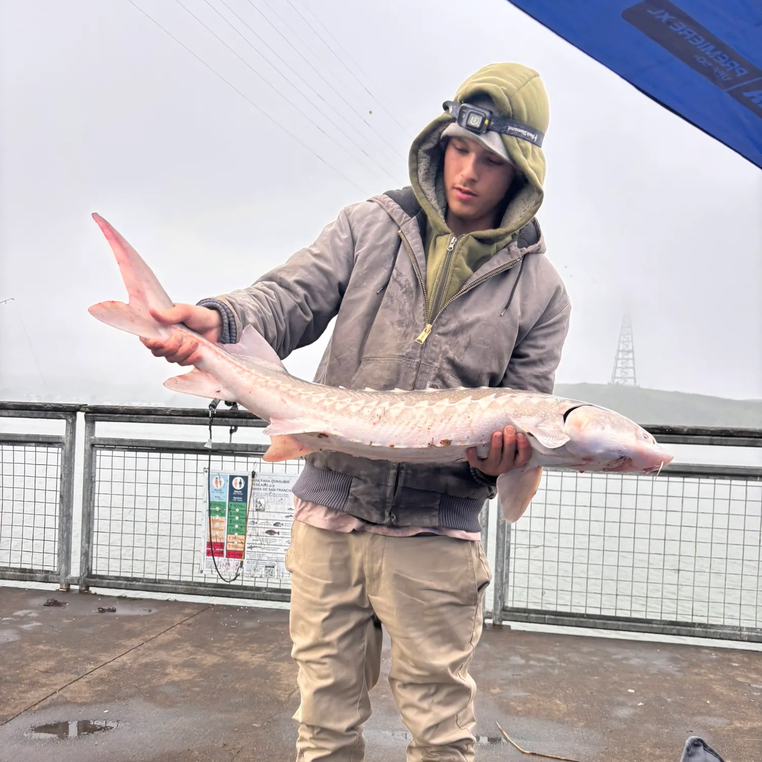 The most recent White sturgeon catches on Fishbrain