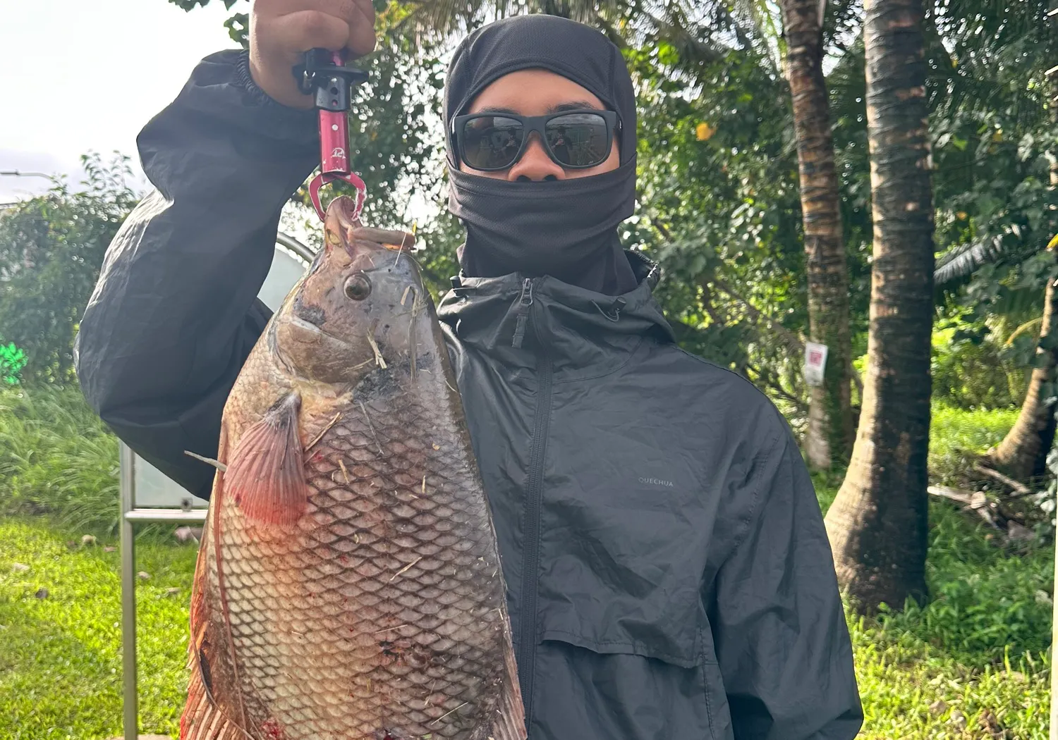 Giant gourami