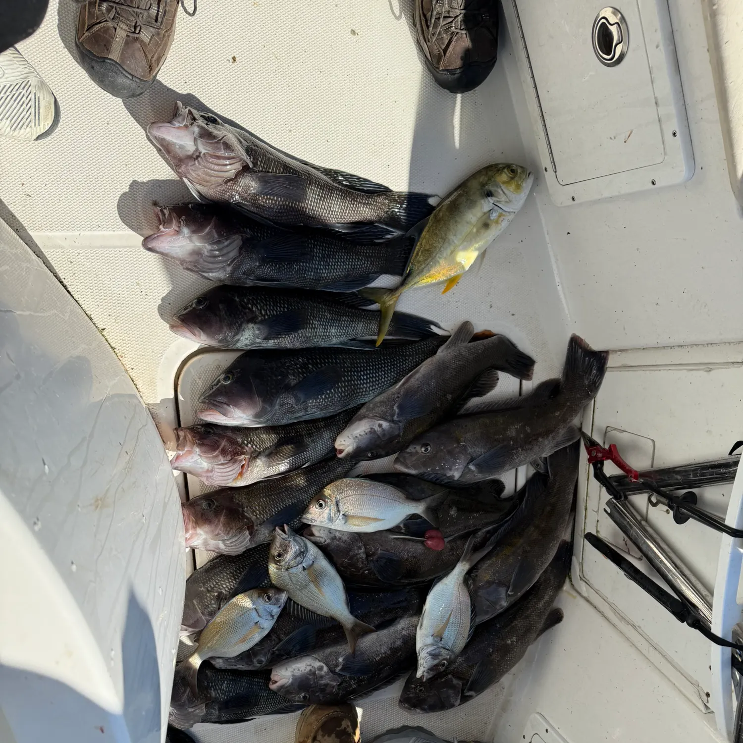 Tautog caught on Fishbrain