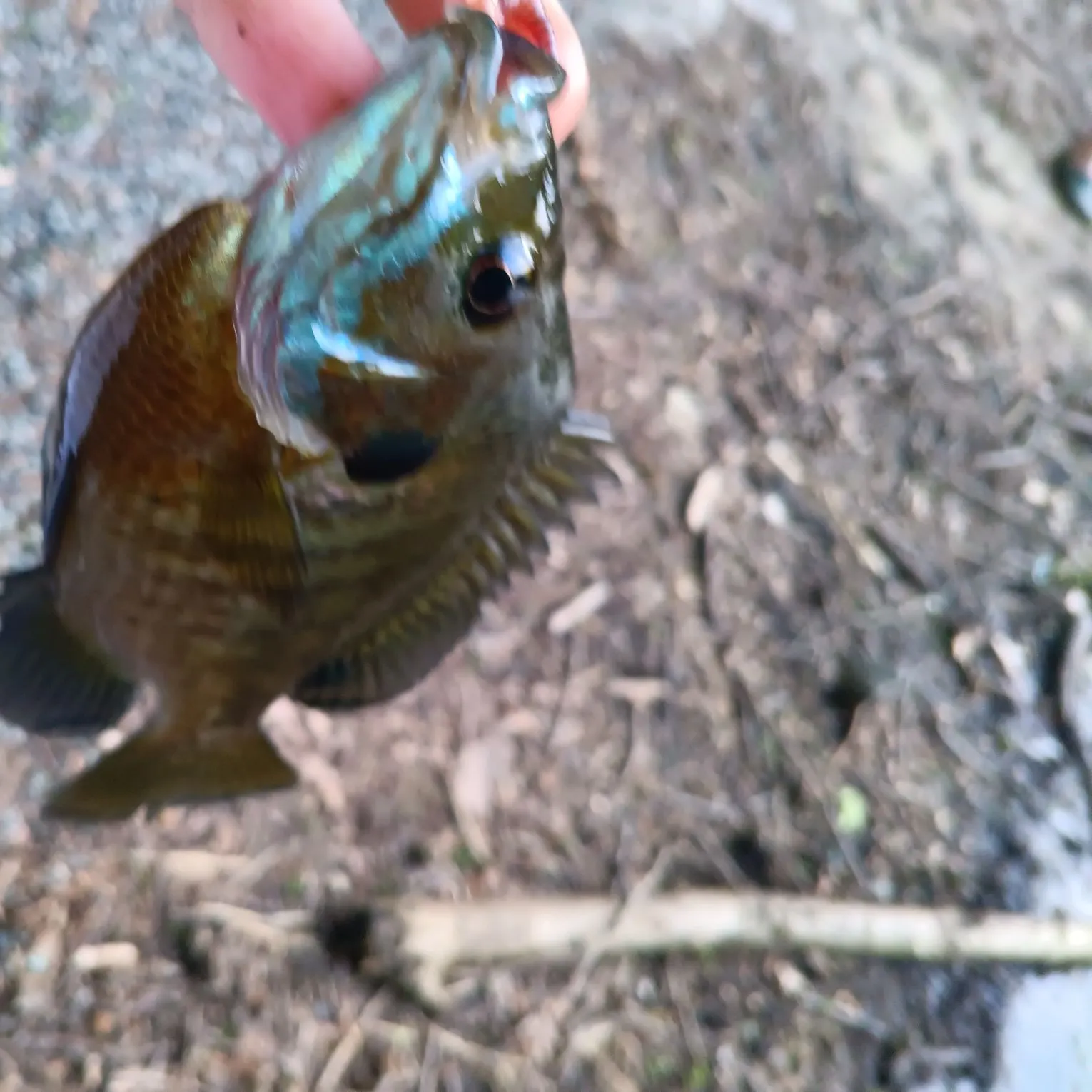The most recent Sand perch catches on Fishbrain