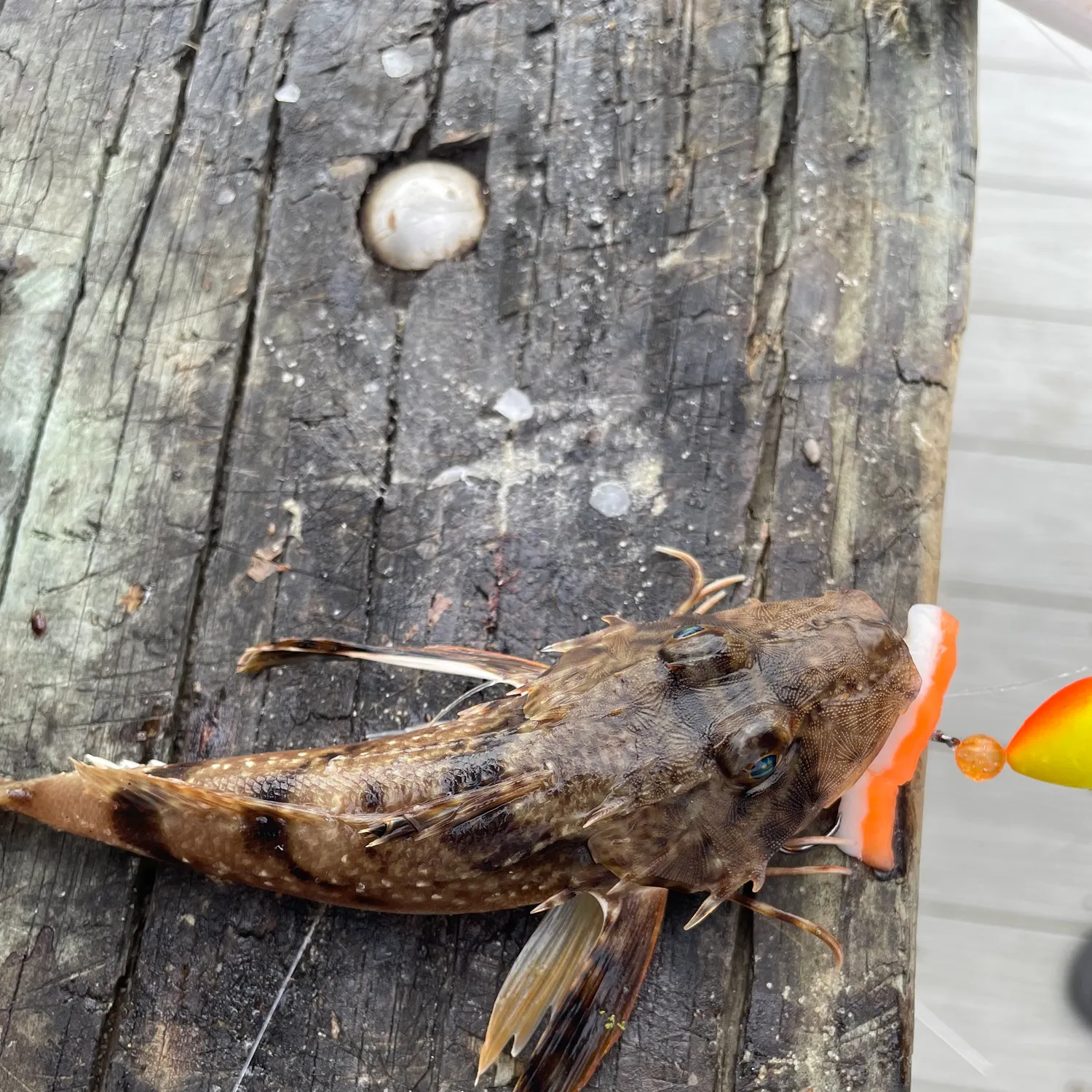 The most recent Bighead searobin catches on Fishbrain
