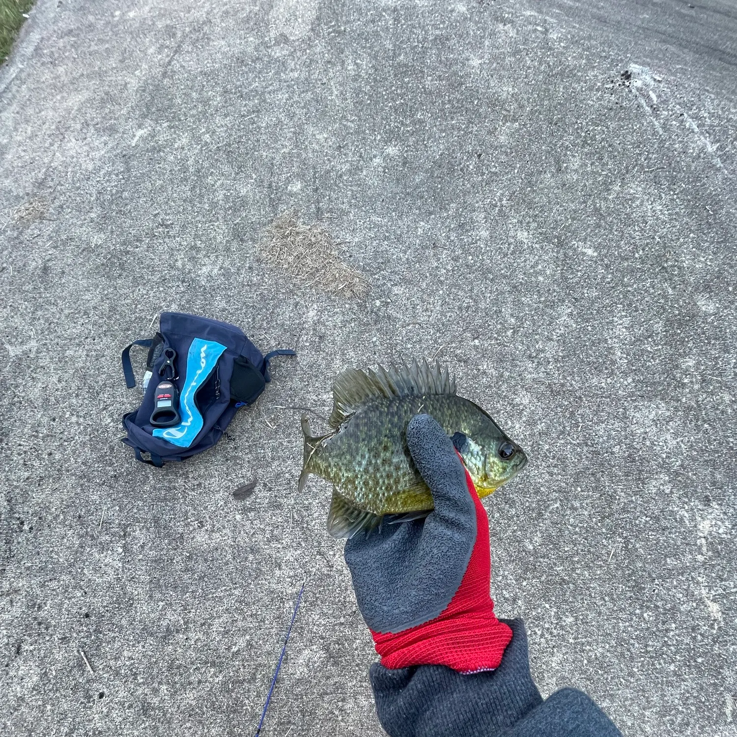 Bluegill caught on Fishbrain