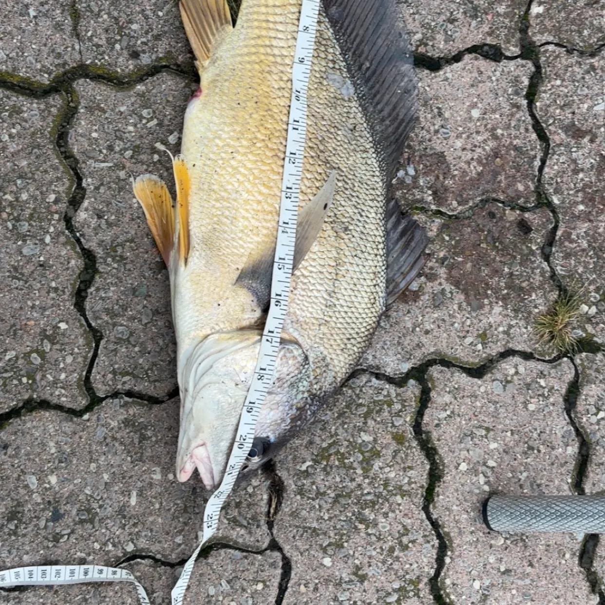 Freshwater drum caught on Fishbrain