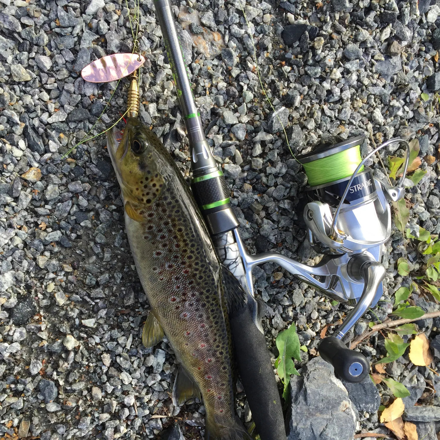 recently logged catches